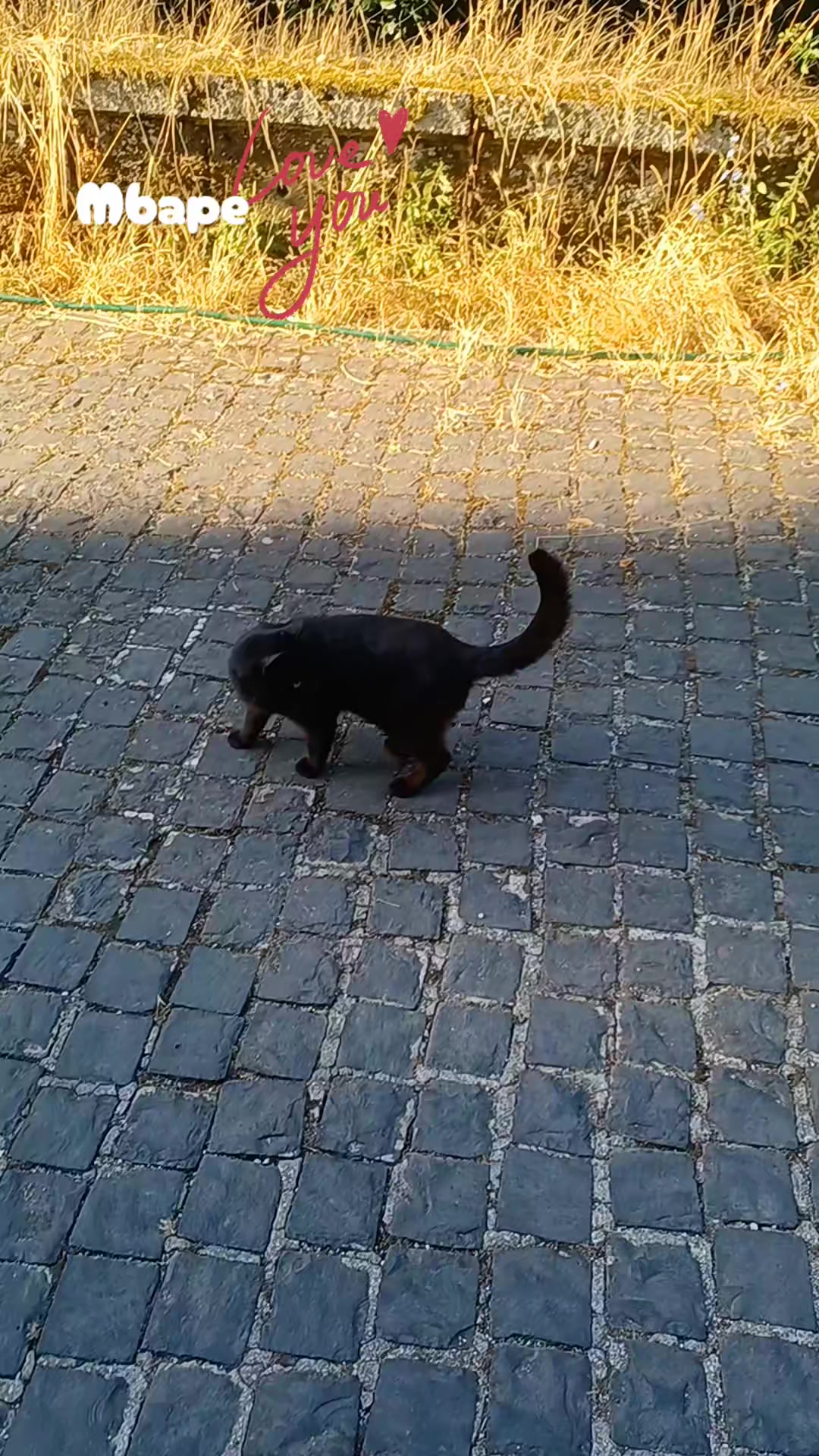 @amica dei gatti