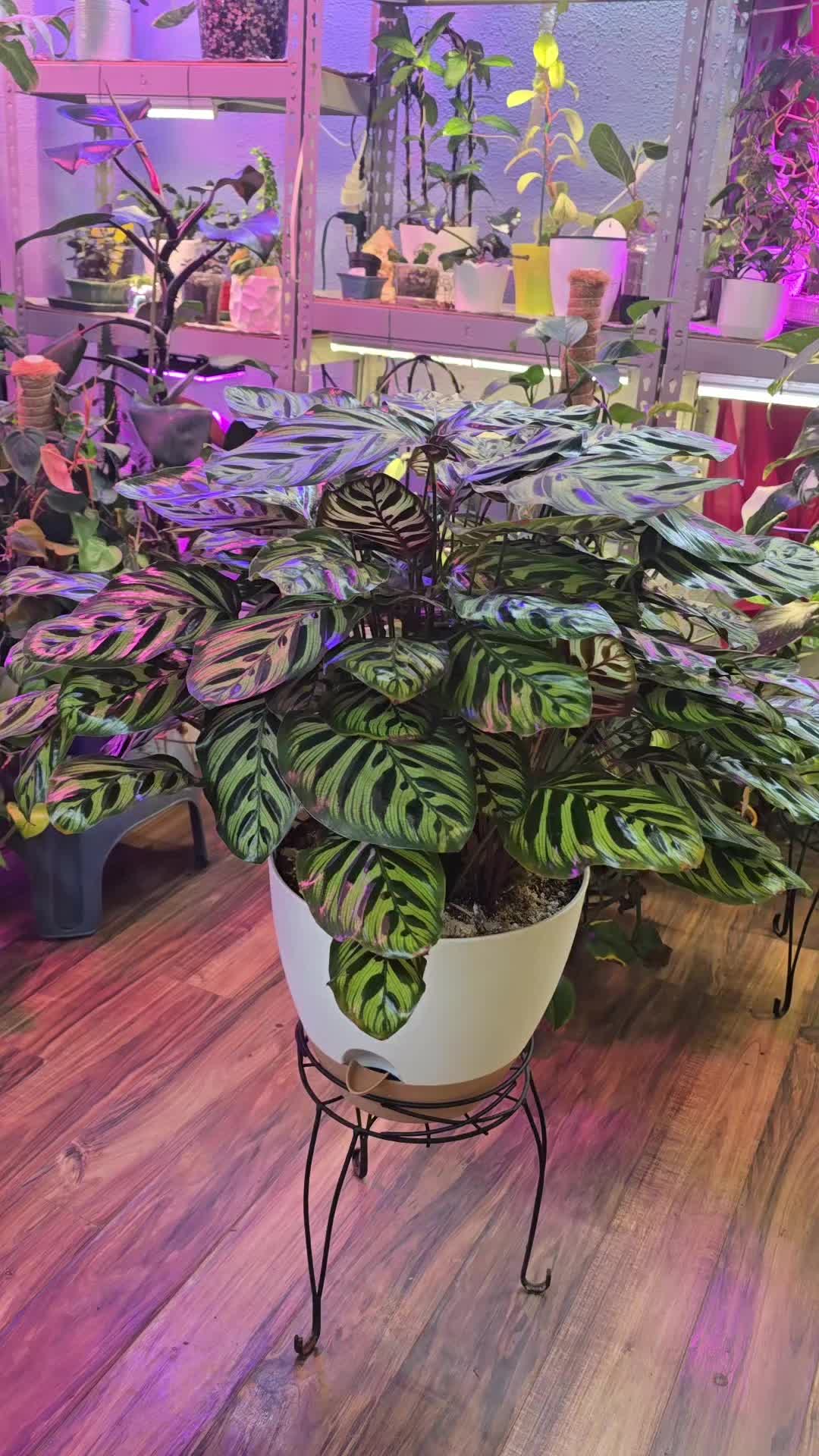 @JT - BigEGOPlants