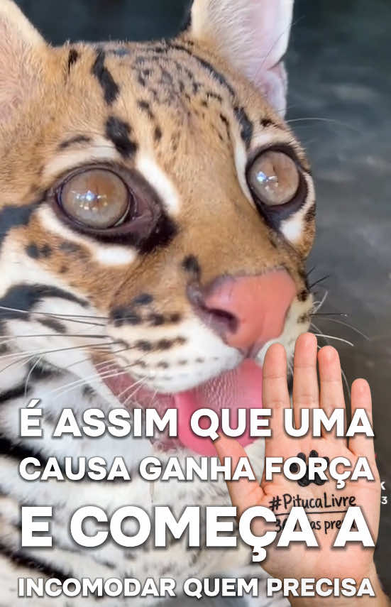 @Elisabete Silva