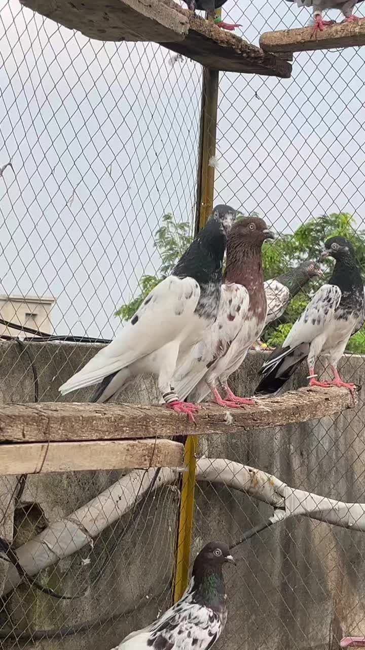 @AJK/✌️مرشد22
