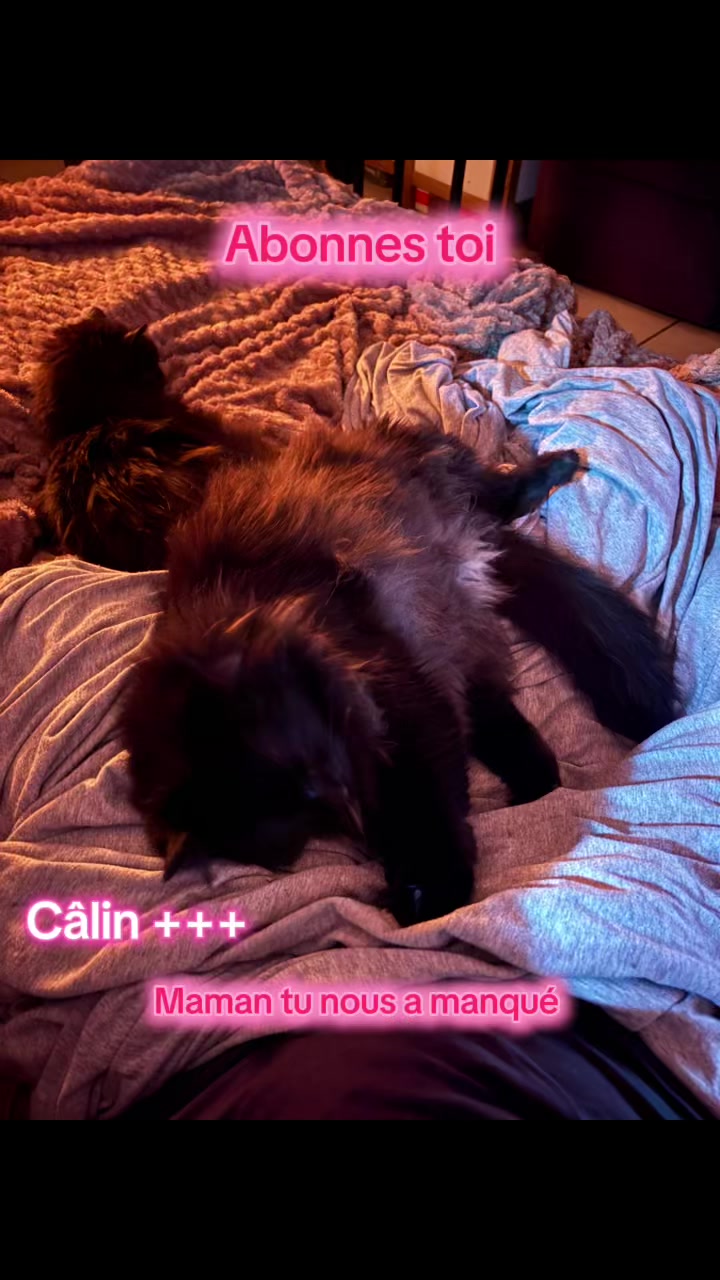 @Tao 🐈⬛ et Kiara 🐈⬛