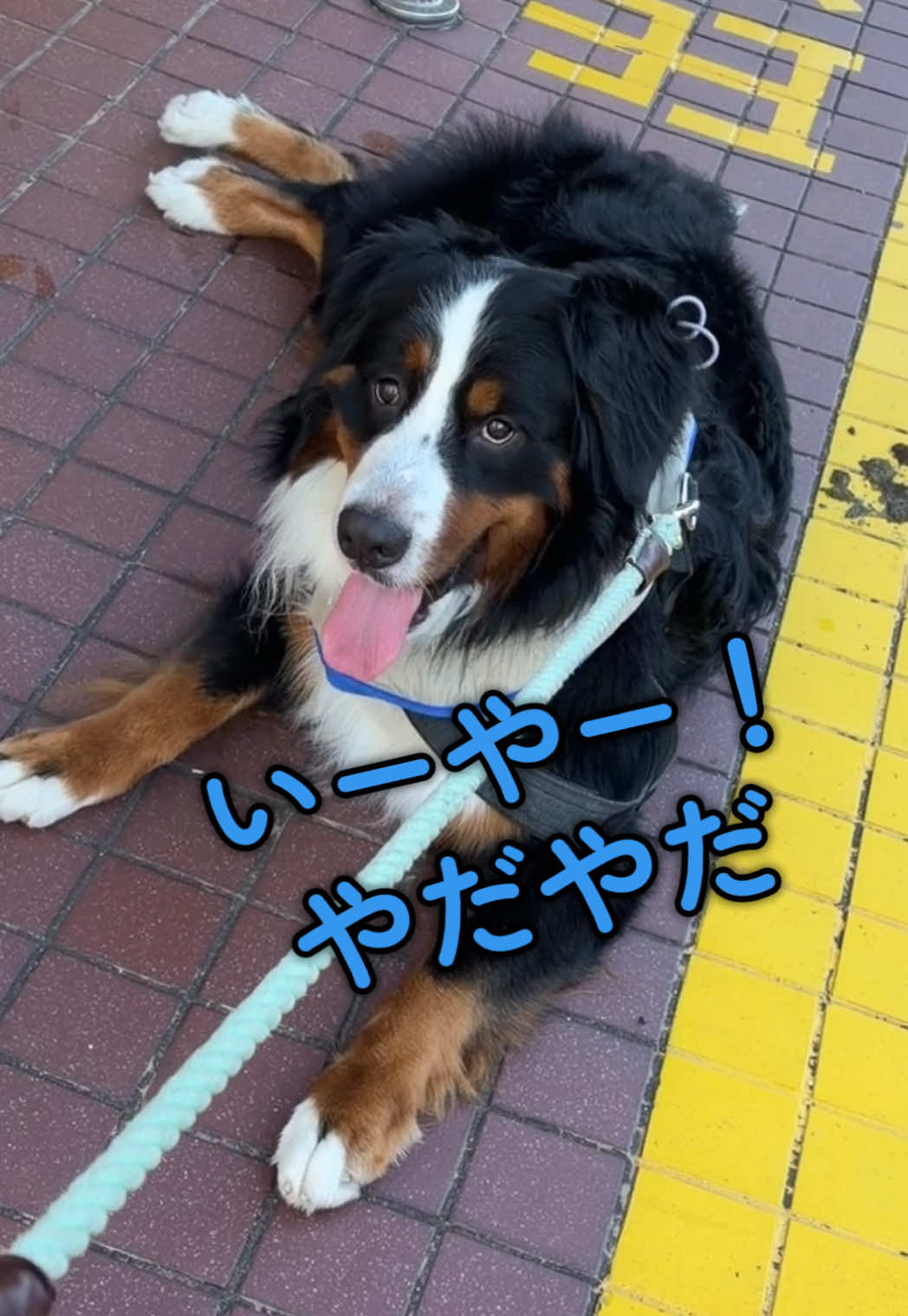 @å¯å£«å±±ð¶ð»ããŒããŒãºããŠã³ãã³ããã° - Fujisan