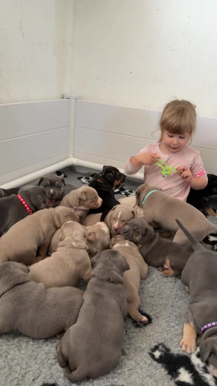 @TopQualityBullyKennel