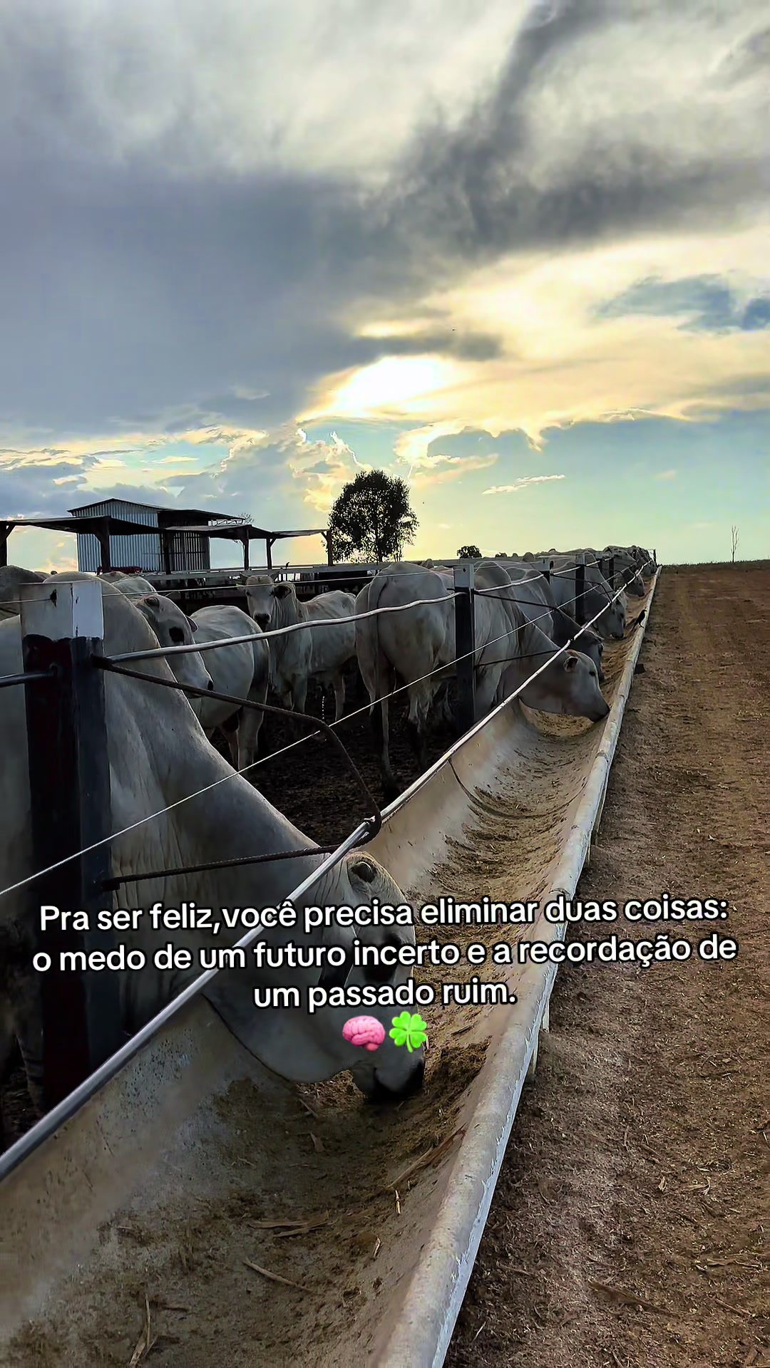 @lukasvieira_🍀