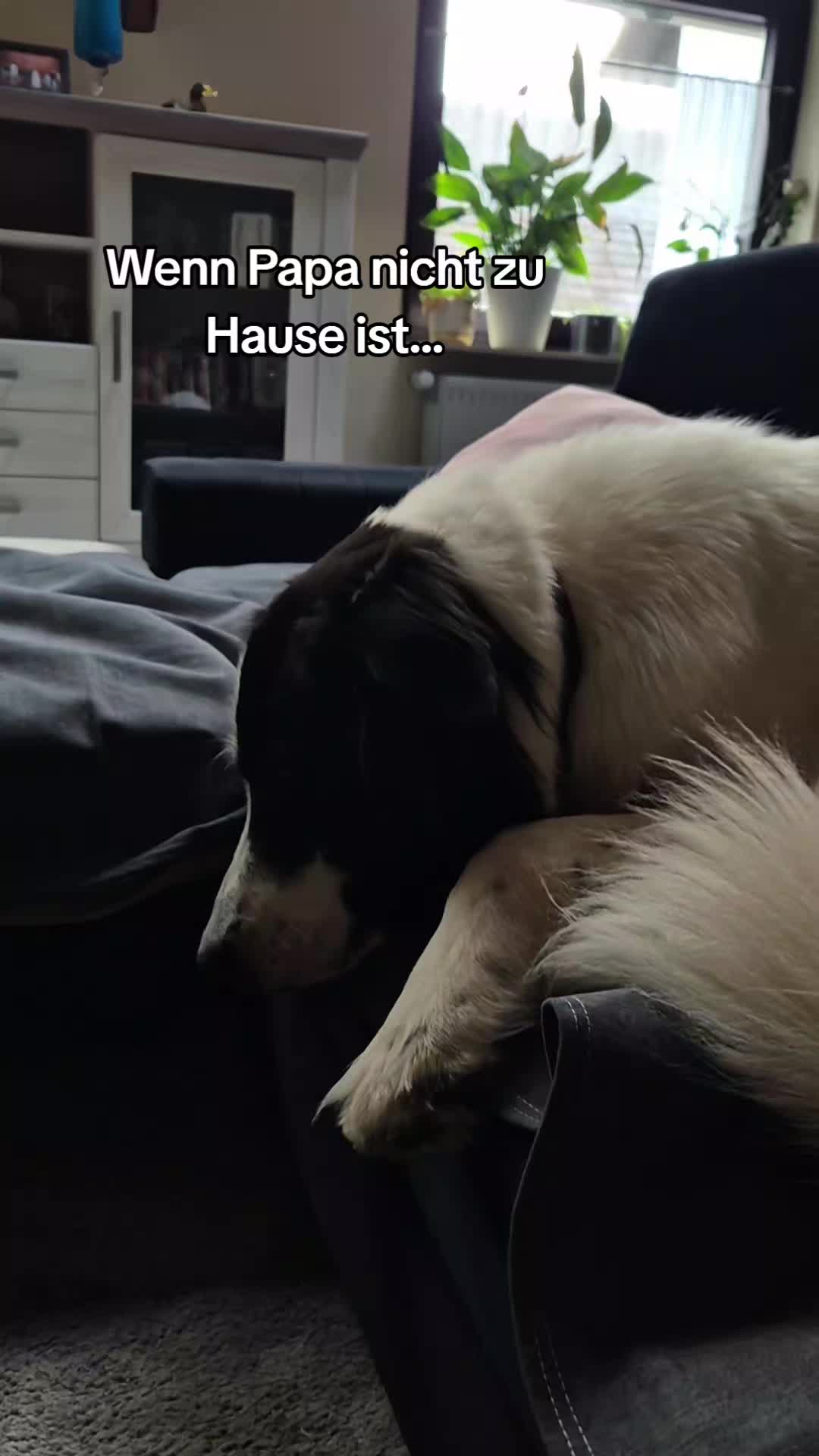 @Vino 🐶