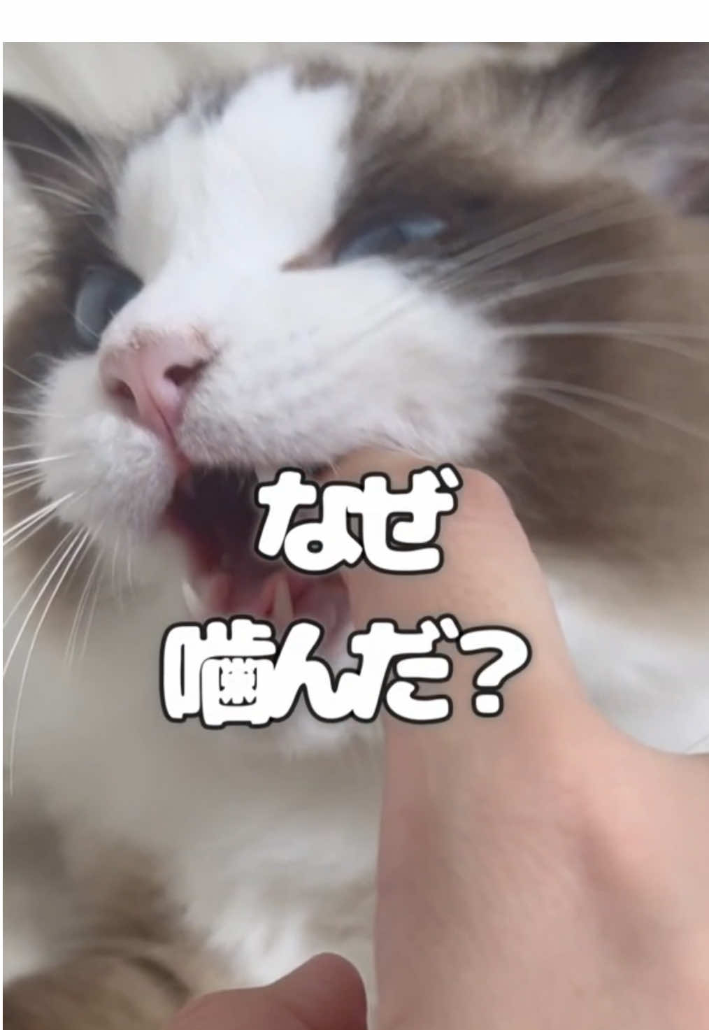 @なつめ友猫帳