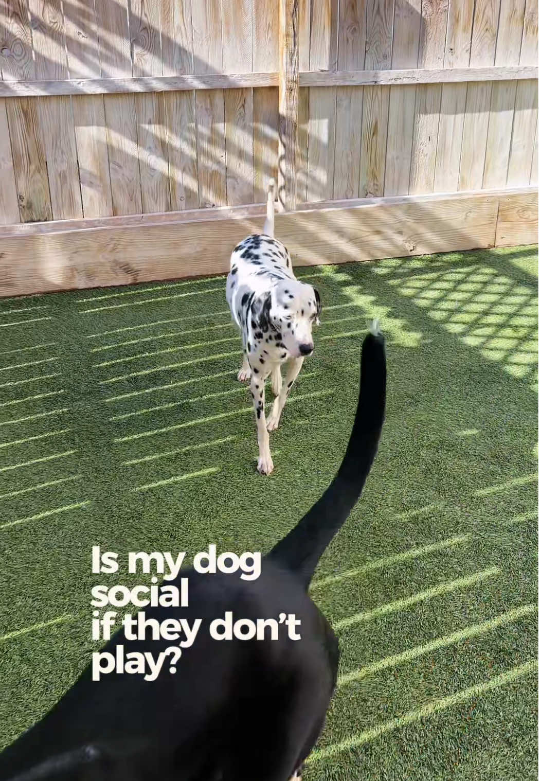 @Miracle K9 Training