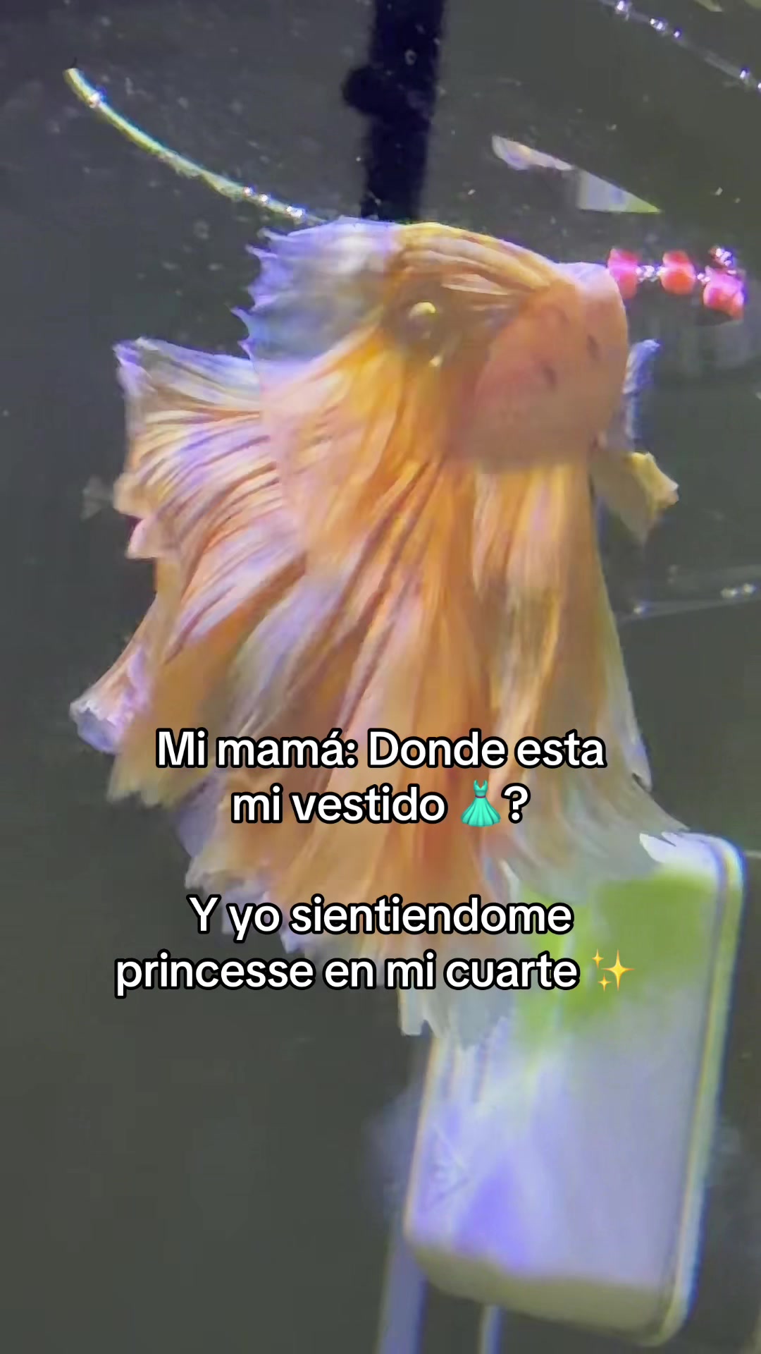 @chavelady
