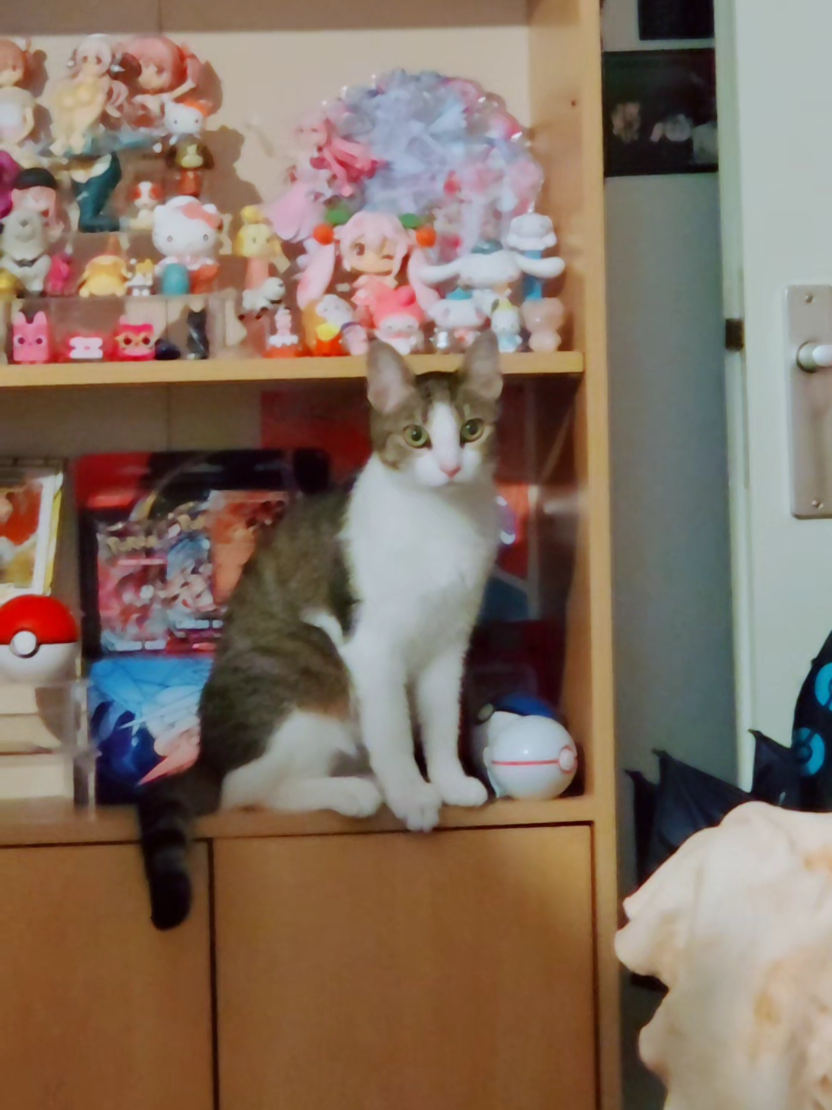 @🐾 Kay 🐾