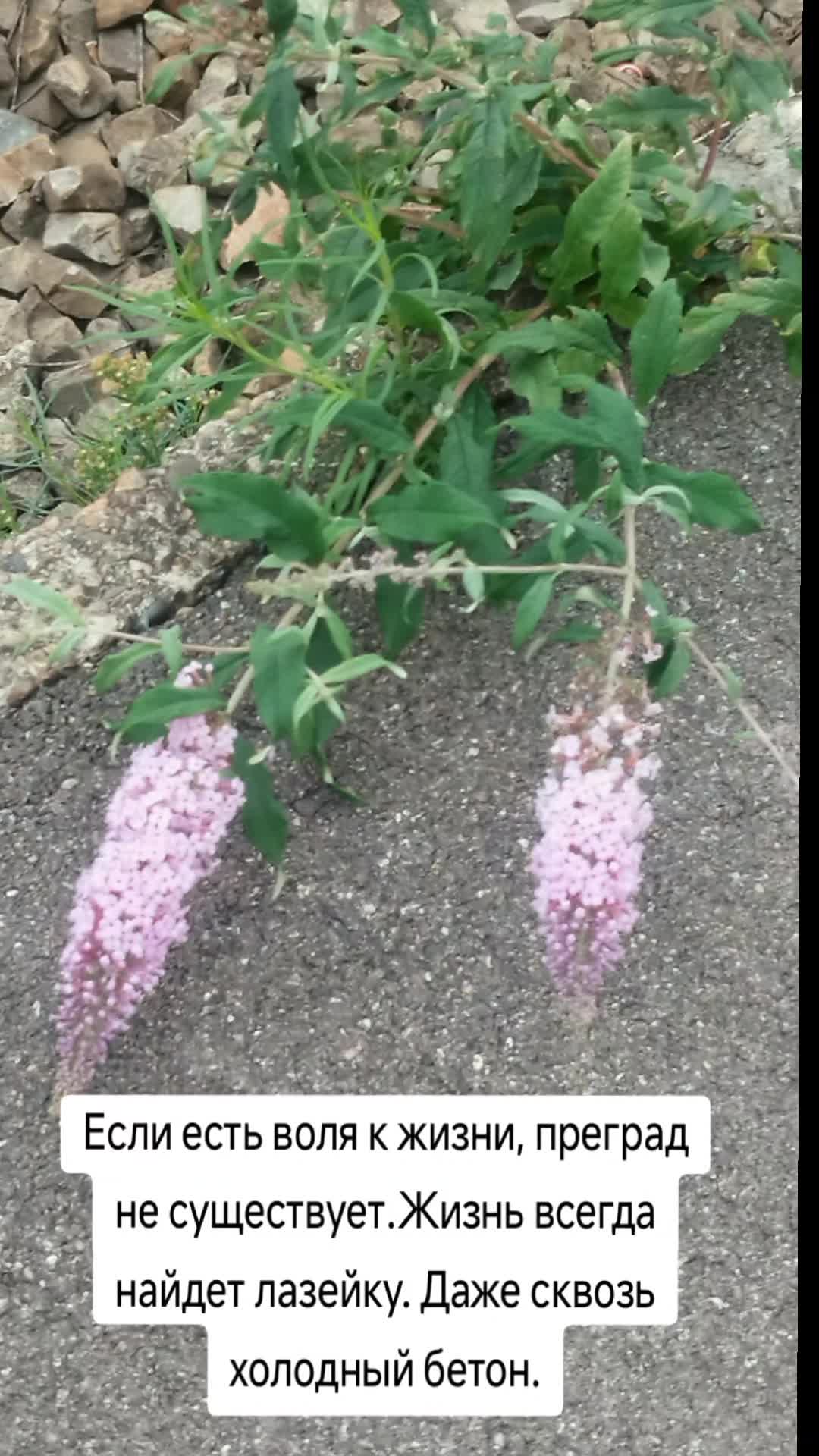@Мир Музыки