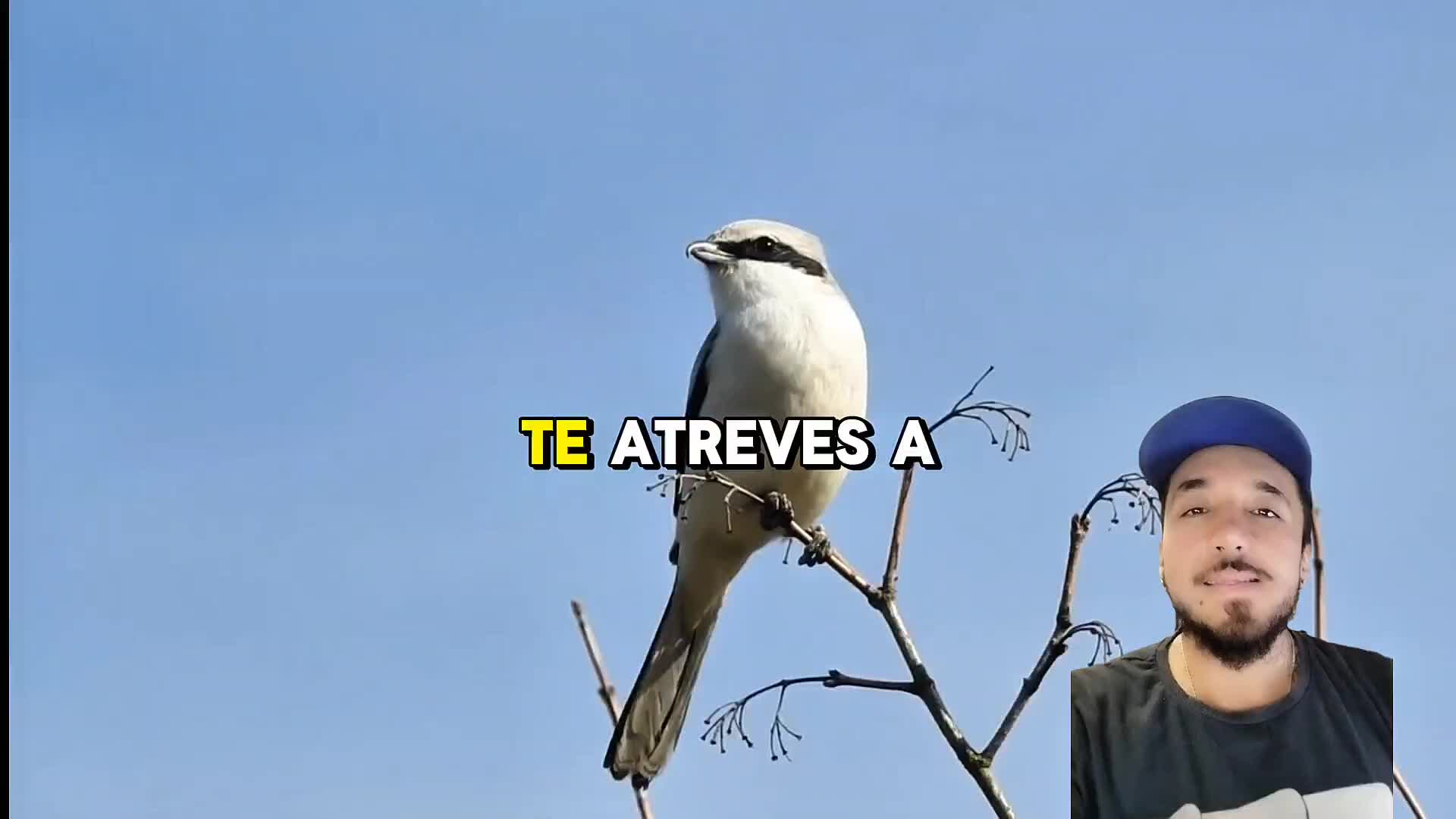 @seres Salvajes