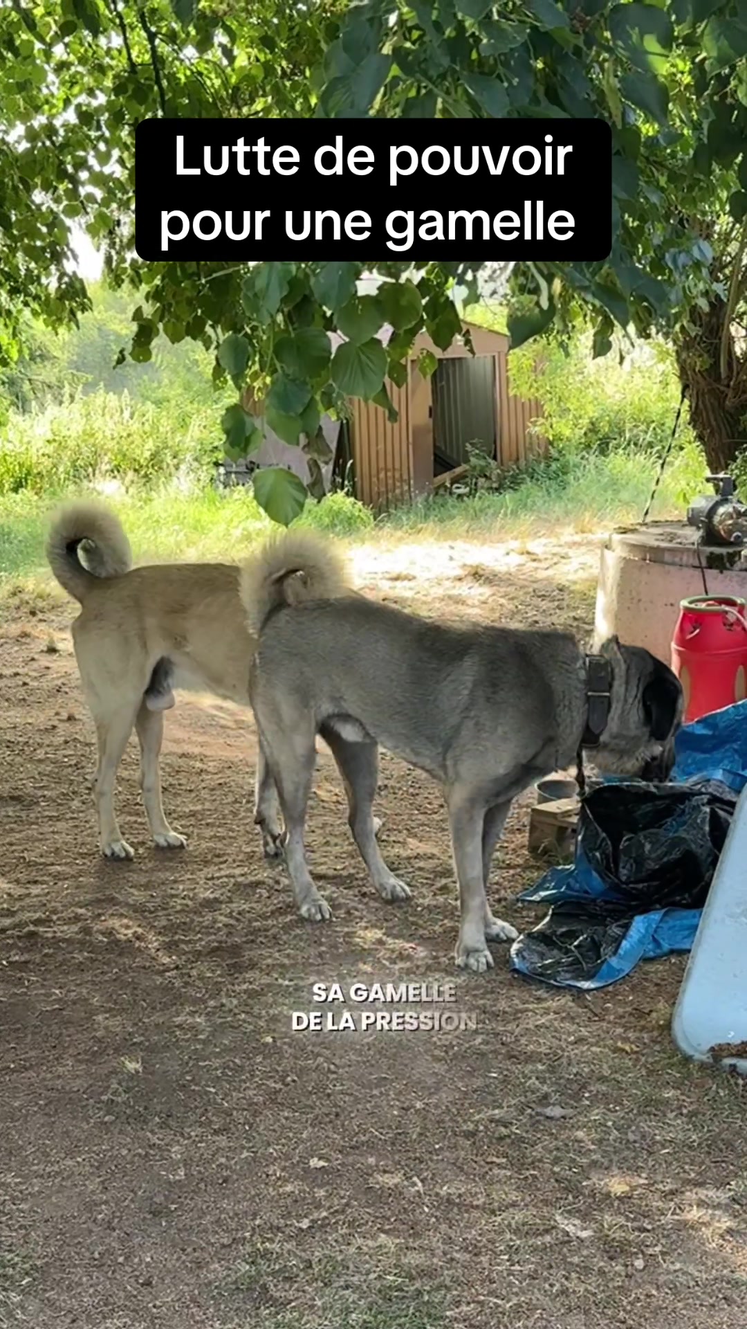 @Purekangal
