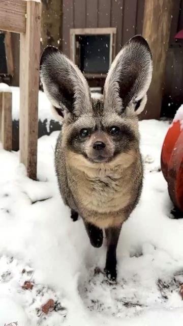 @snowflake🦊fox