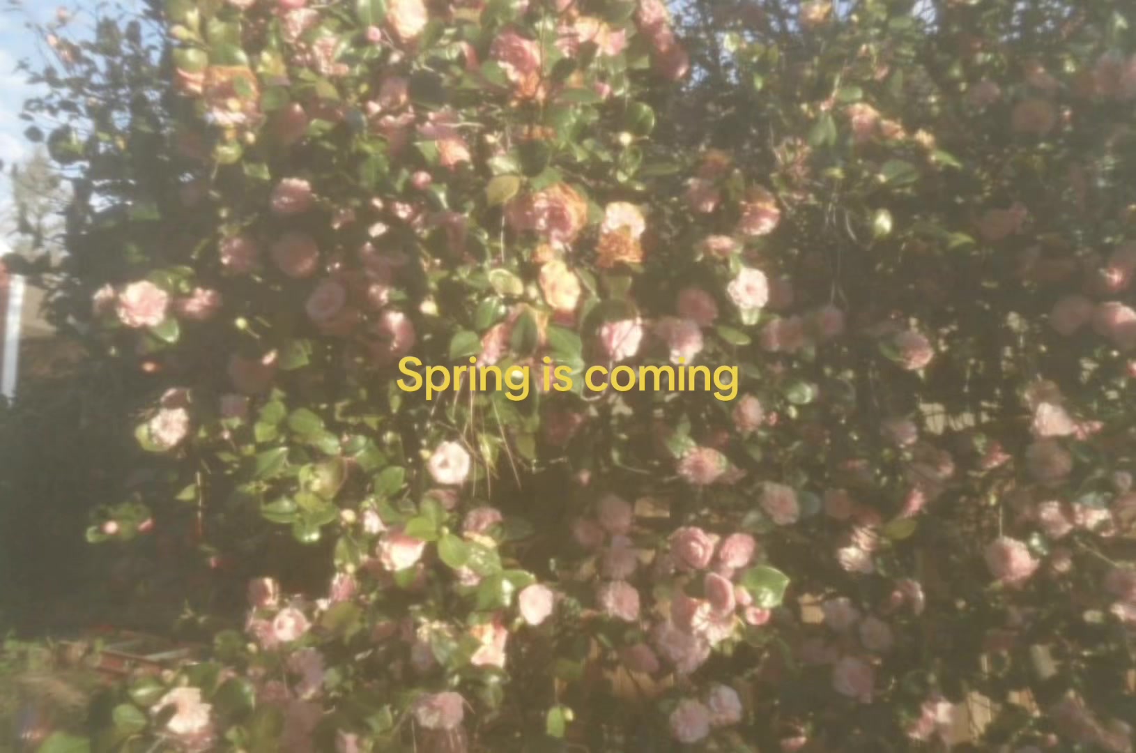 @𝜗𝜚˚⋆. Elle ☕️⚯ ͛