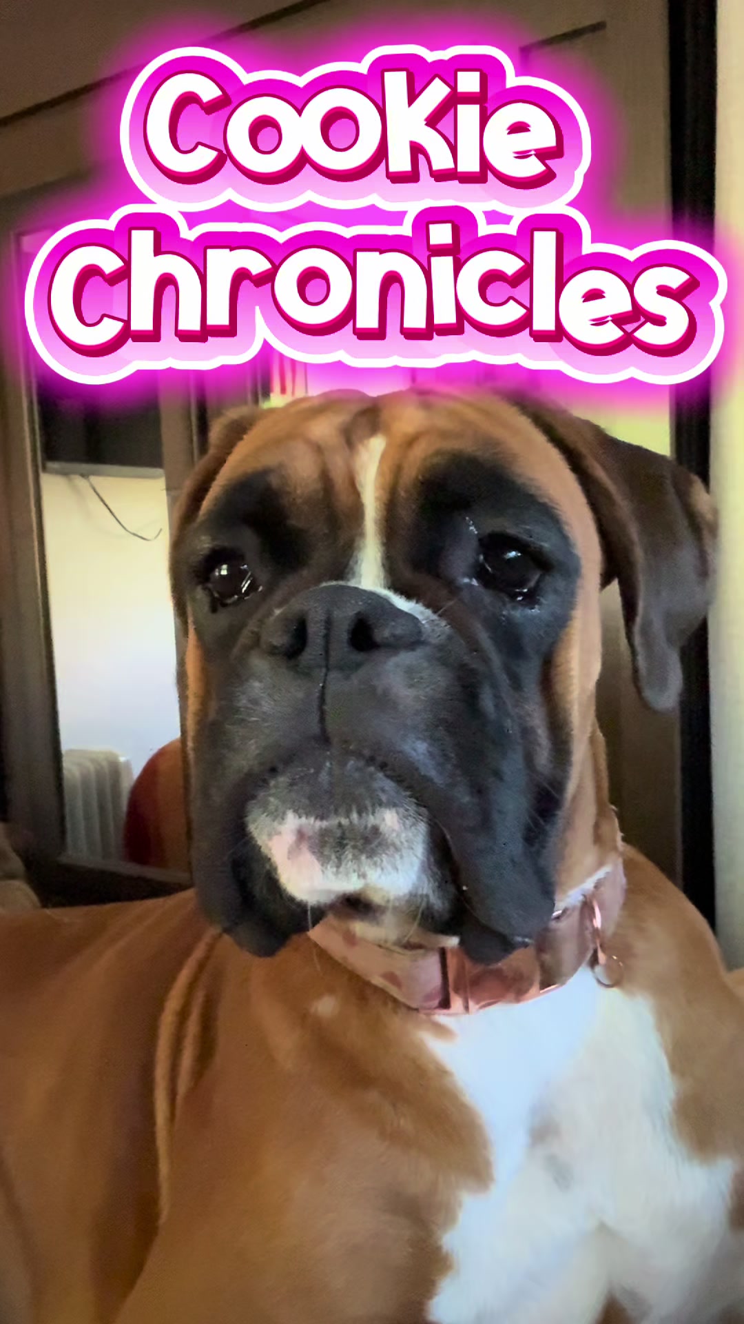 @boxermadness