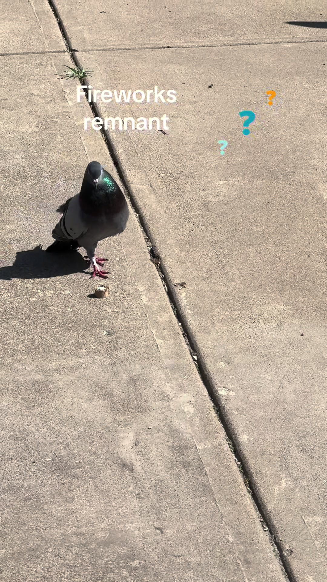 @Beebee The Pigeon