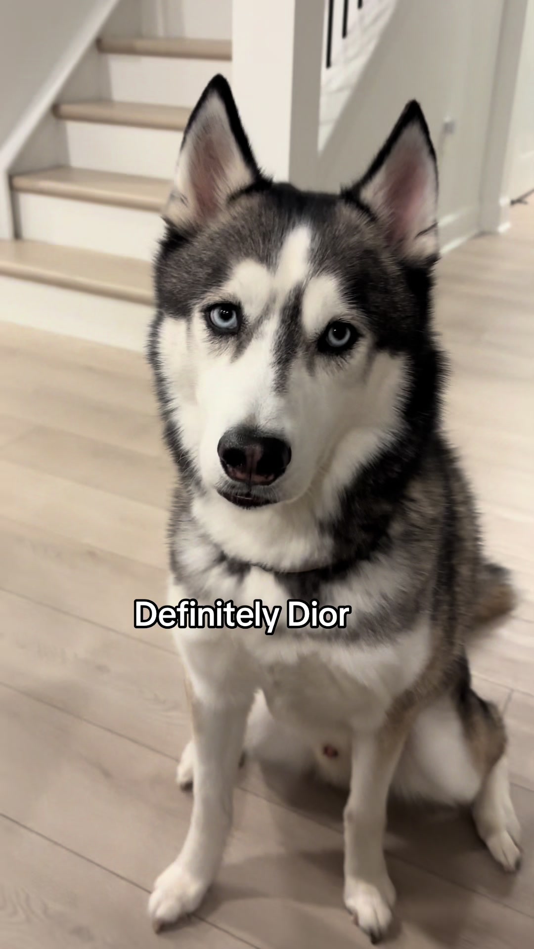 @lifewith2huskies