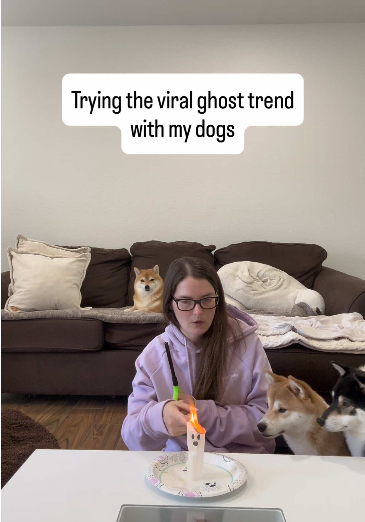 @Flock of Shibas 🐕🐕🐕