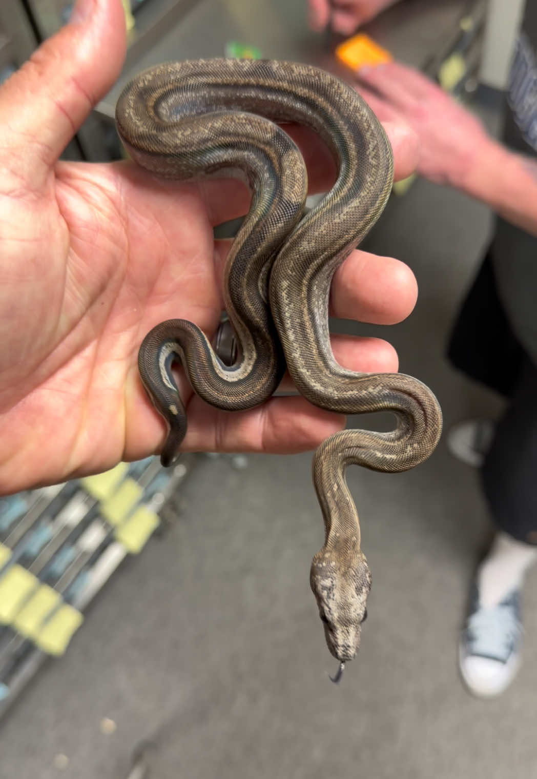 @Snake Country