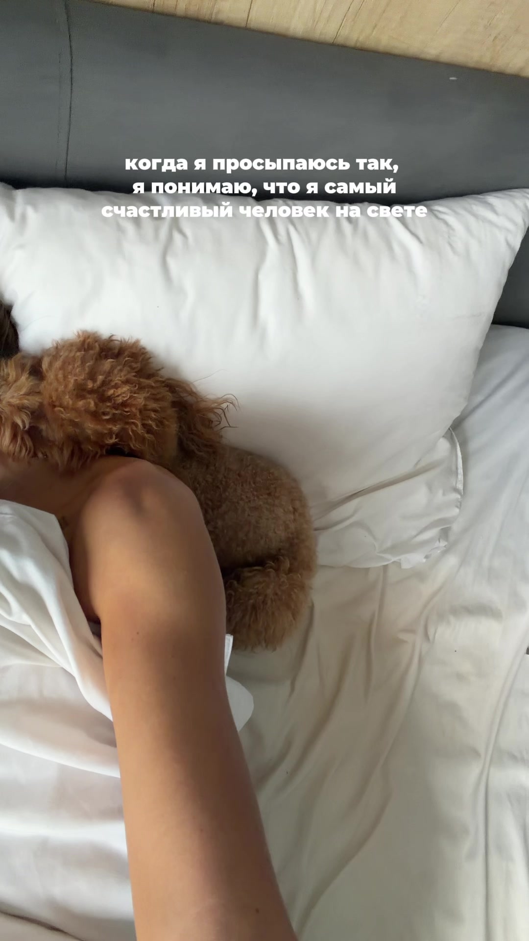 @beatrice_poodle