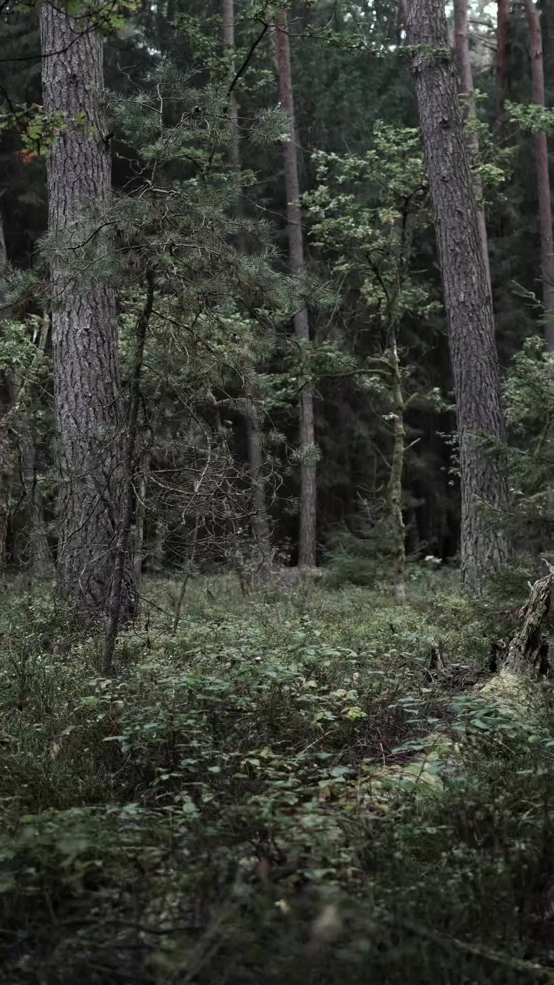 @TreeTales