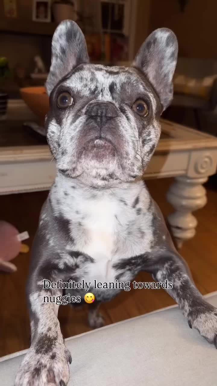 @Fly Lil Frenchie From OKC