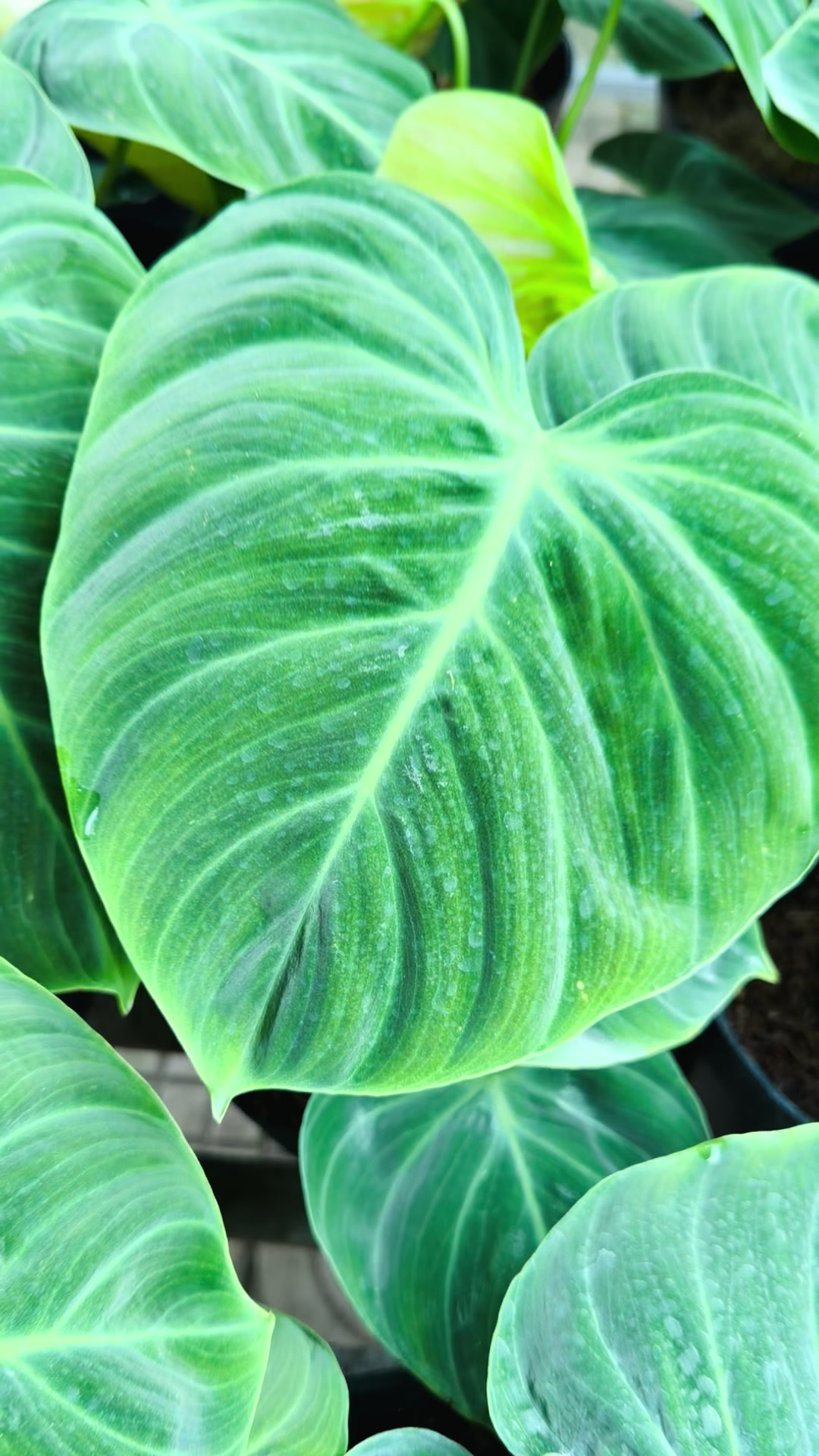 @Tiệm Lá Nhỏ