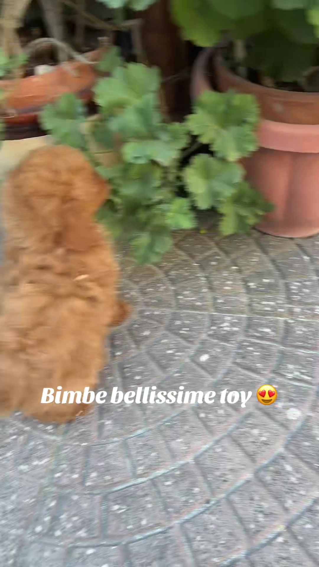 @cuccioli meravigliosi