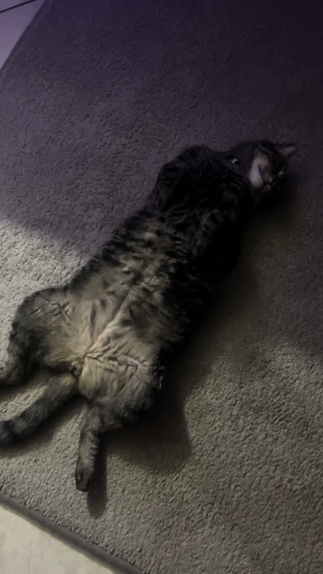 @🐾 𝒦𝒶t 🐾