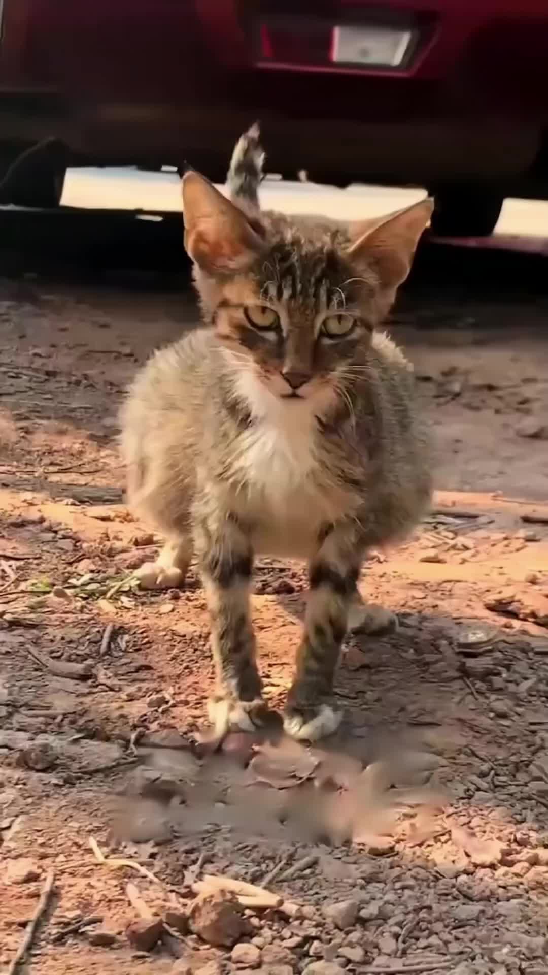 @ZoomieZoo