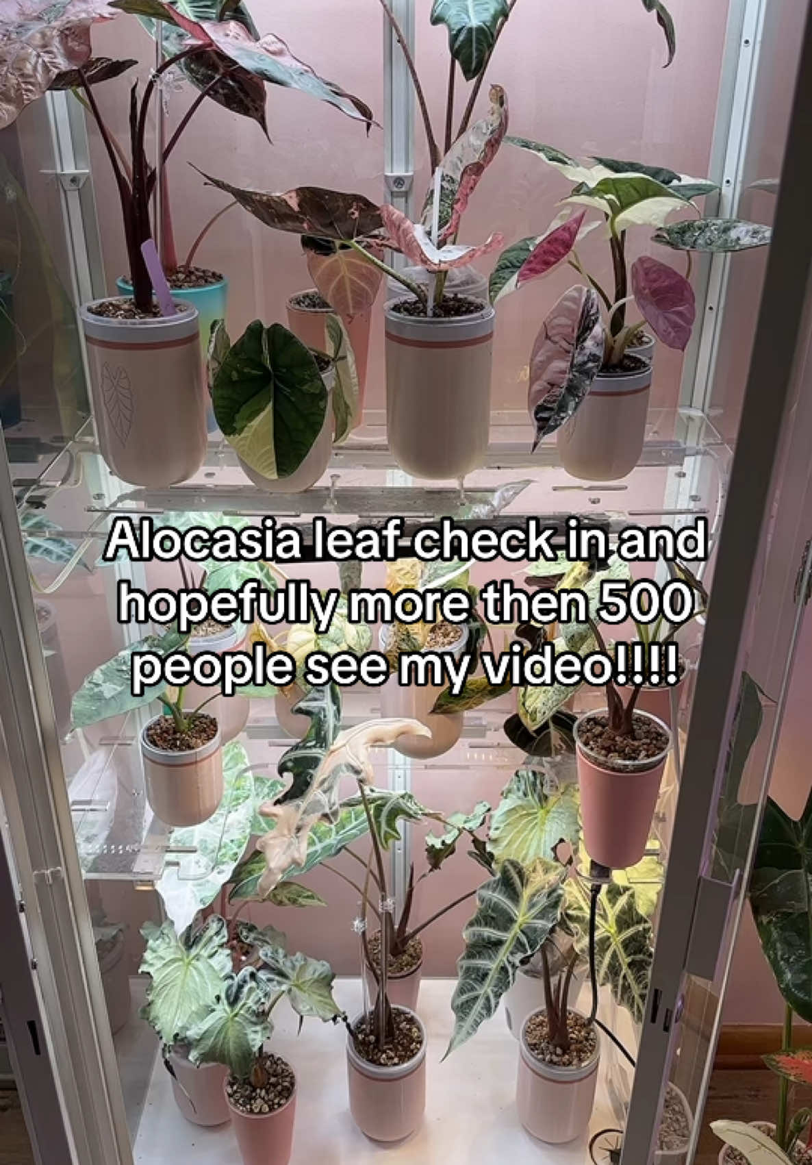 @Erin&ensp;Keys&ensp;-&ensp;TheBoujeeGreenhous