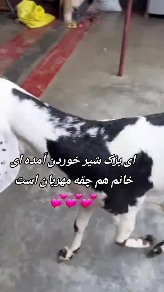 @Negin Farahmand fans55