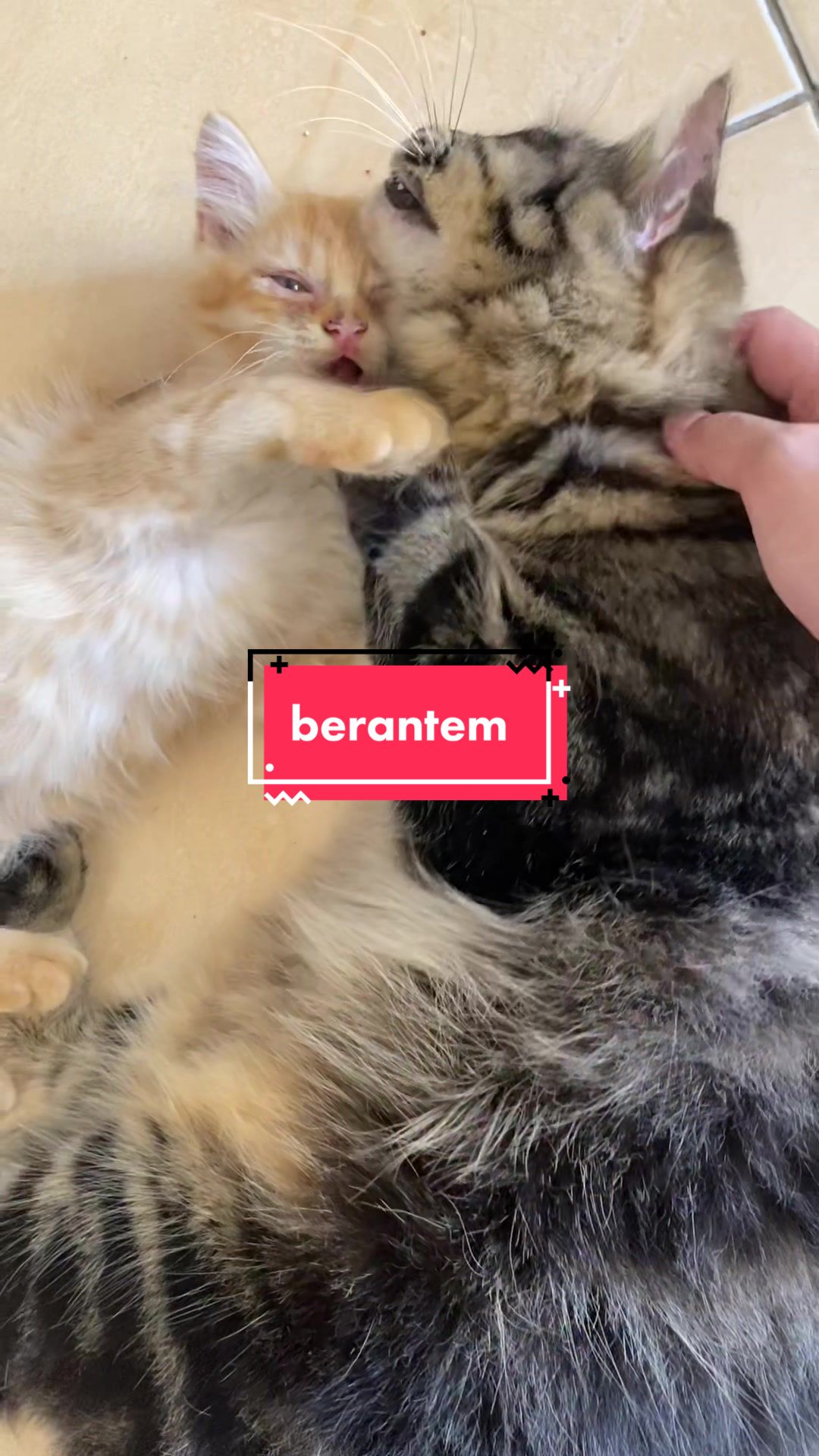@unothemaincoon