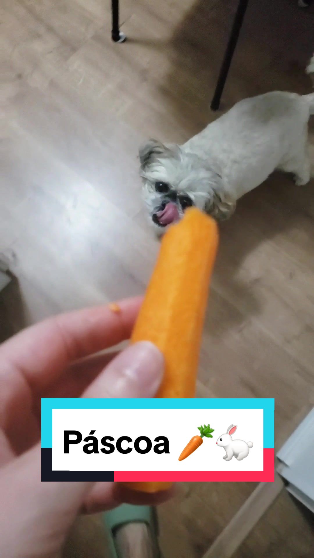 @Mel Spacemoon 🐶🐾