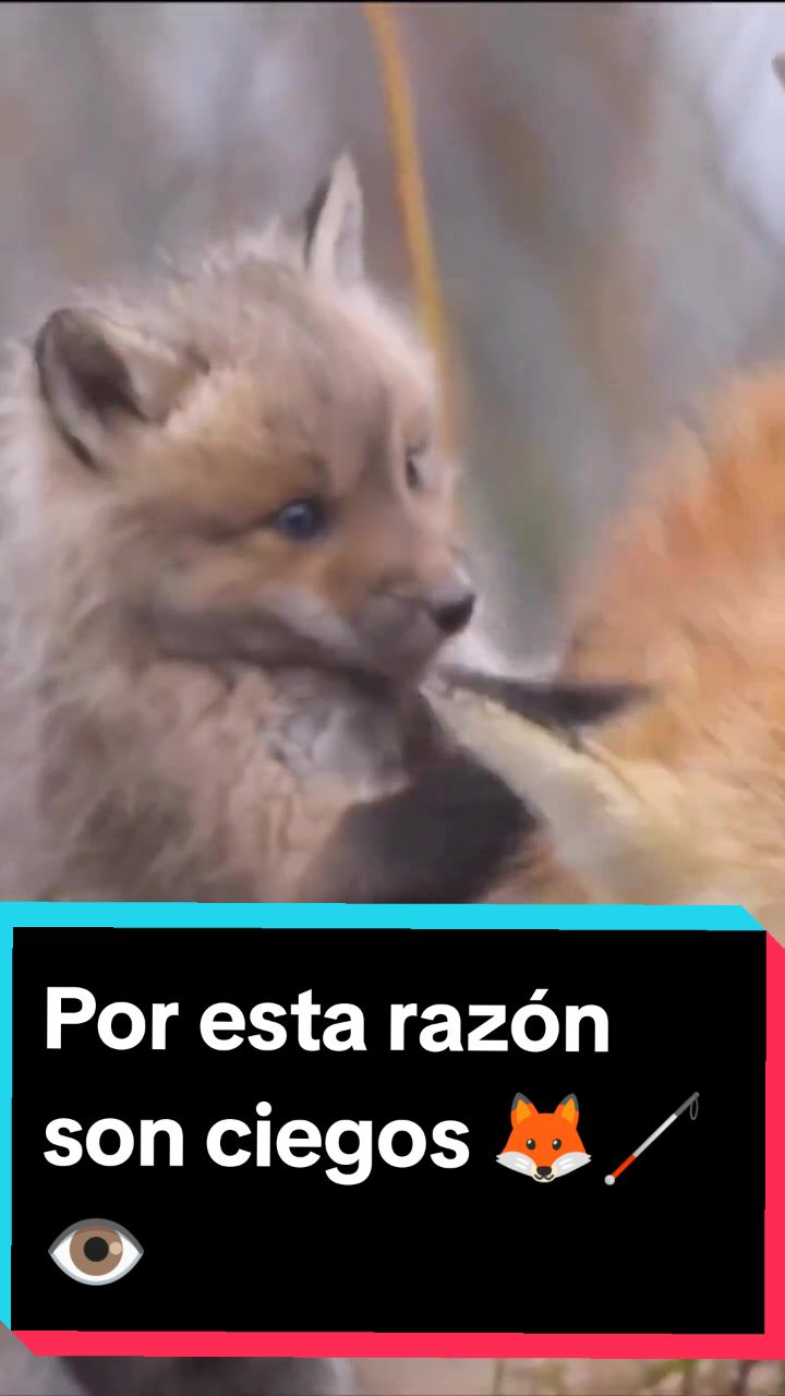@RoanNews