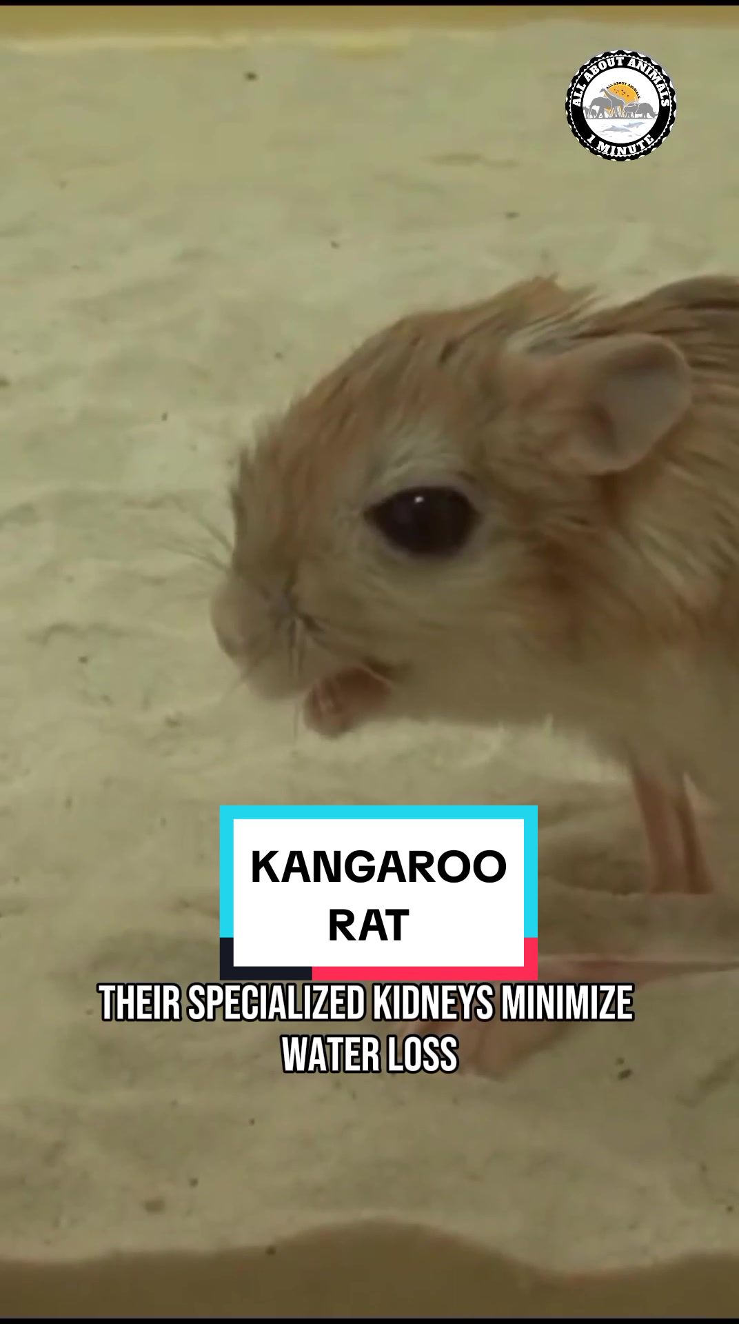 @ALL ABOUT ANIMALS