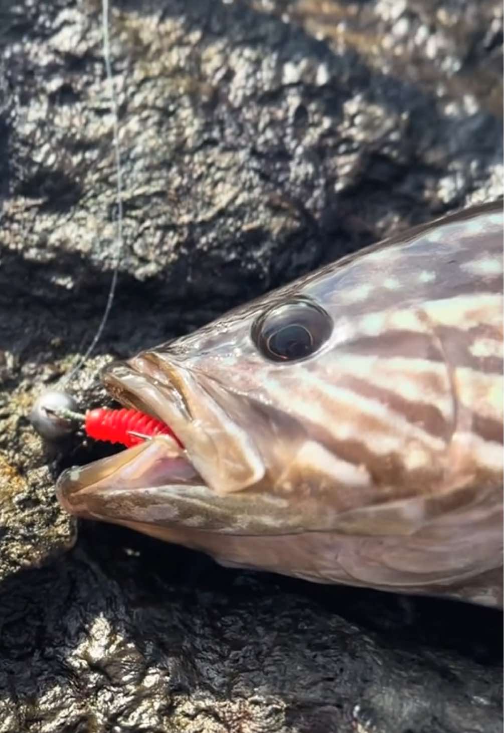 @GRXfishing