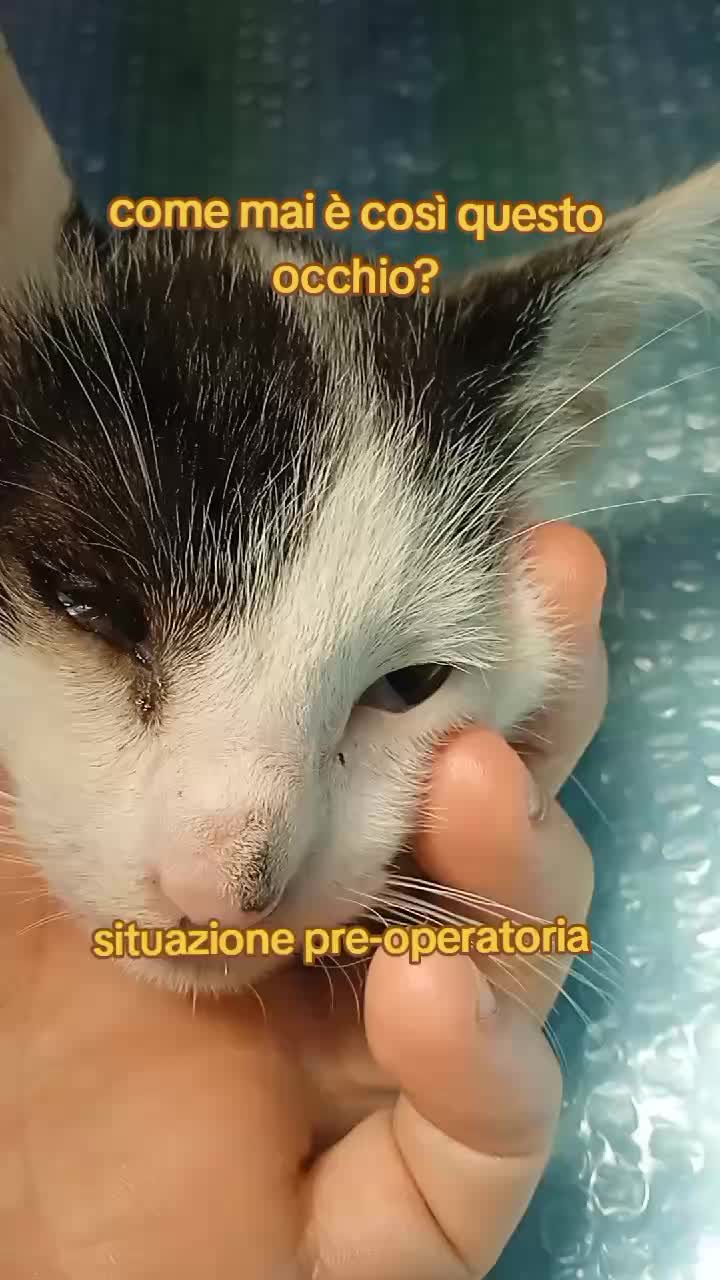 @dr.Giuseppe Vet