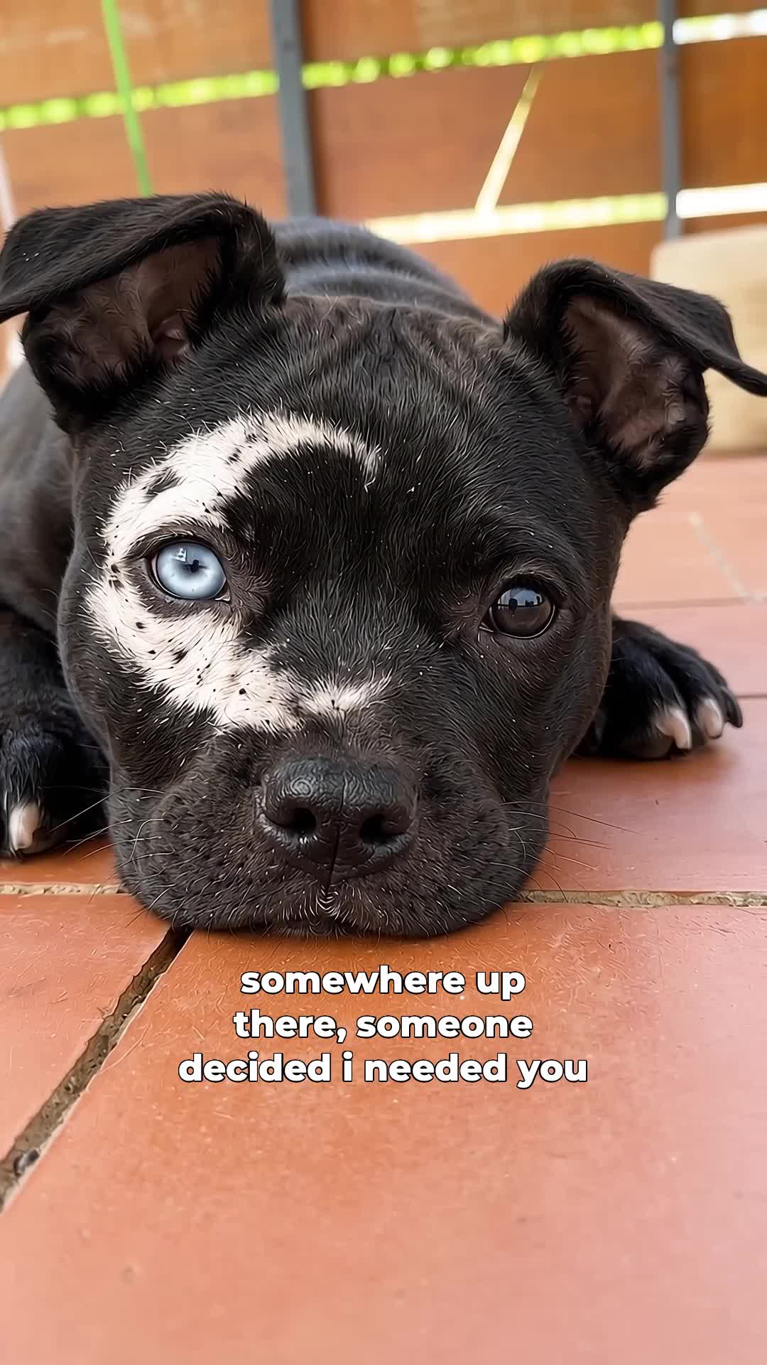@moonfetches