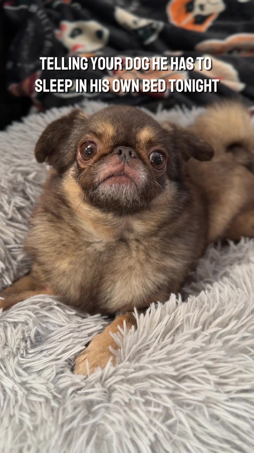 @ChilliThePug