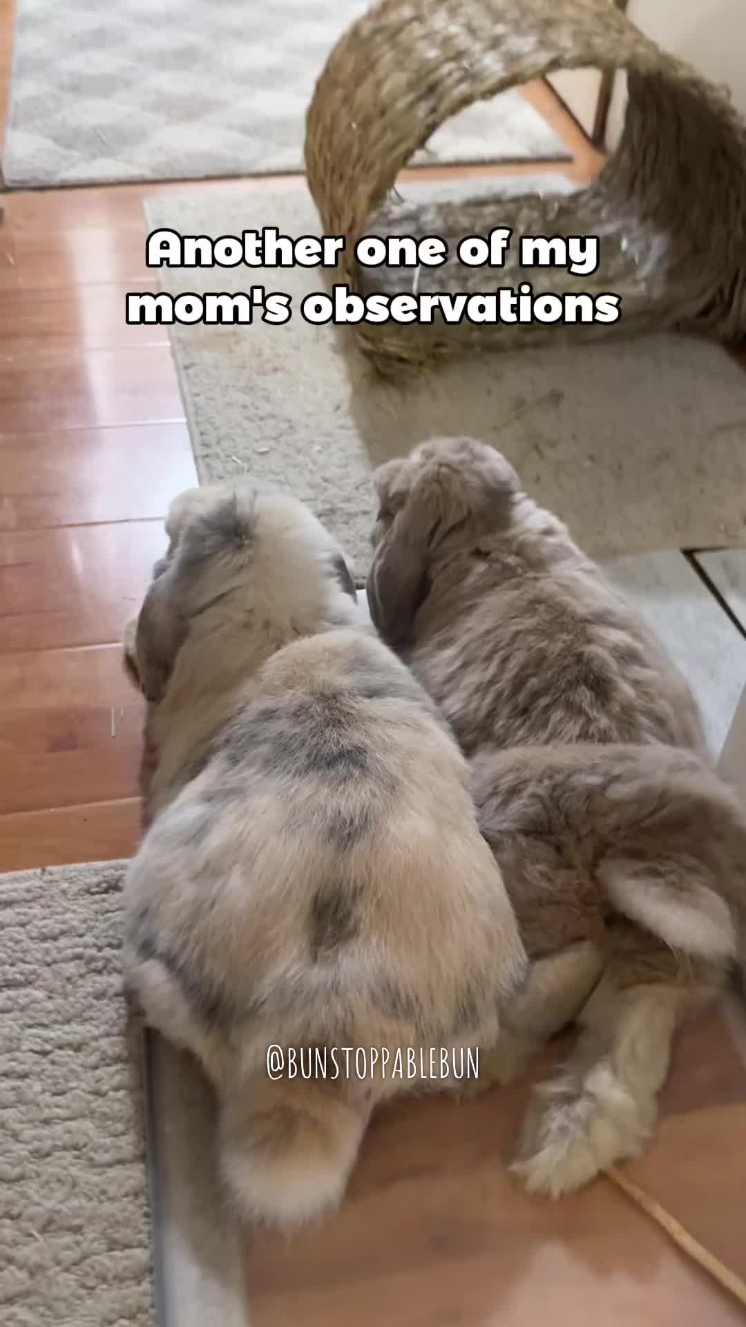 @BunBun, Mochi🌈, Chewy