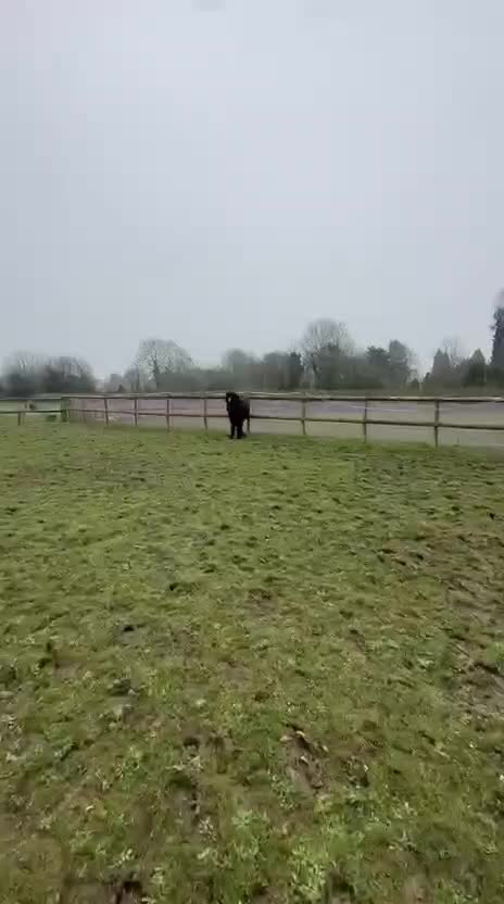 @Alfiepony