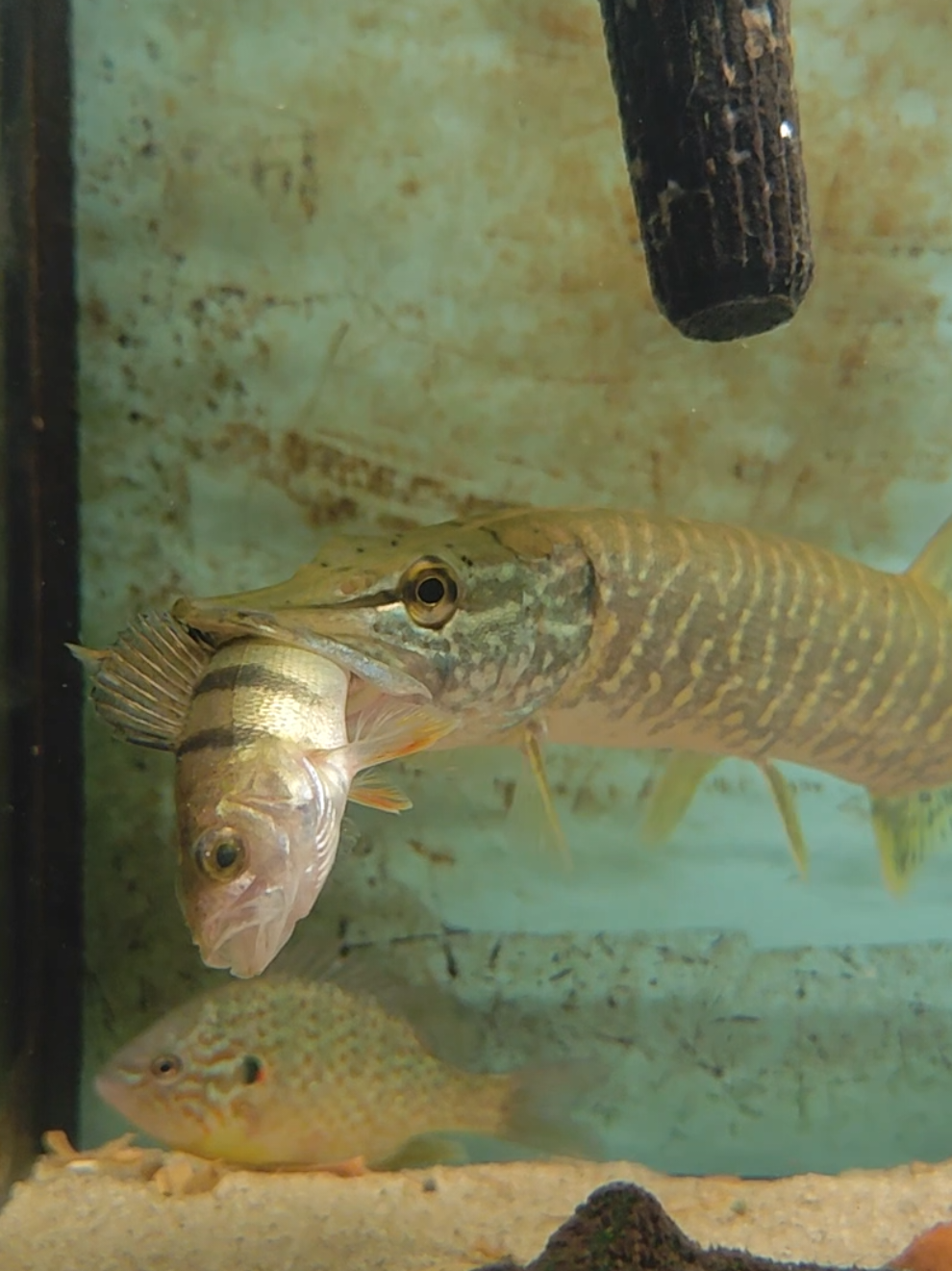 @predatoryfishtank