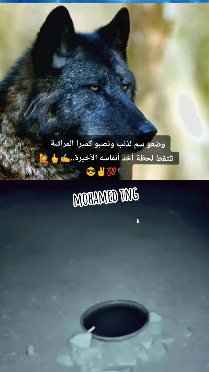 @🐊🦁𝑴𝒐𝒉𝒂𝒎𝒆𝒅🦁🐊