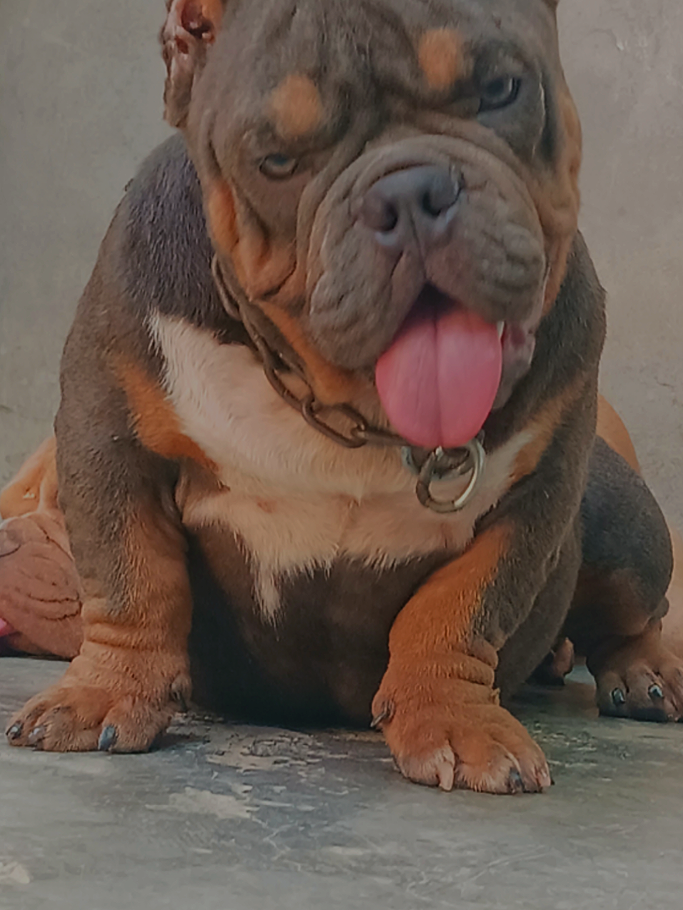 @arevalobullsper&uacute;