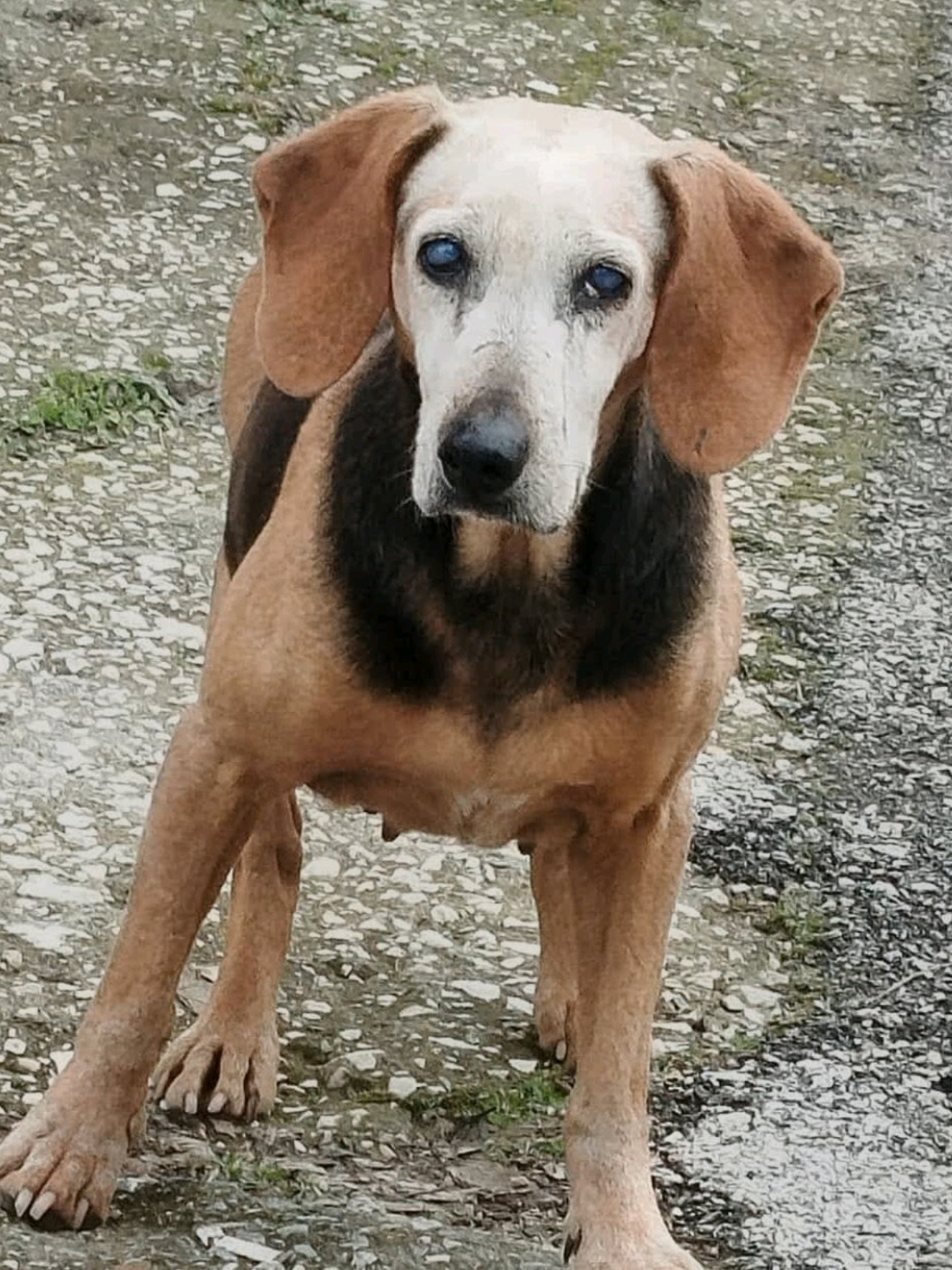 @Greek Animal Rescue