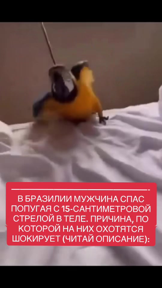 @shoblinskis