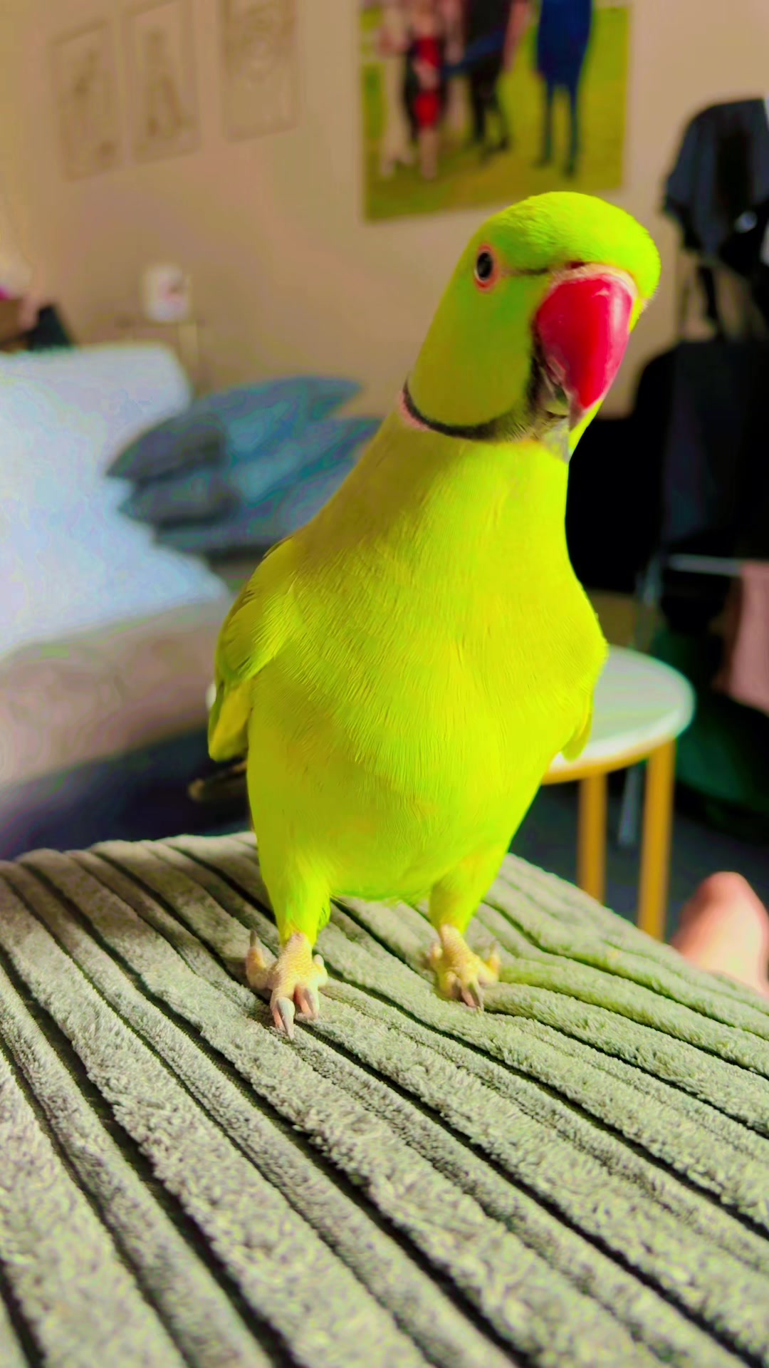 @Gem ♥️🦜