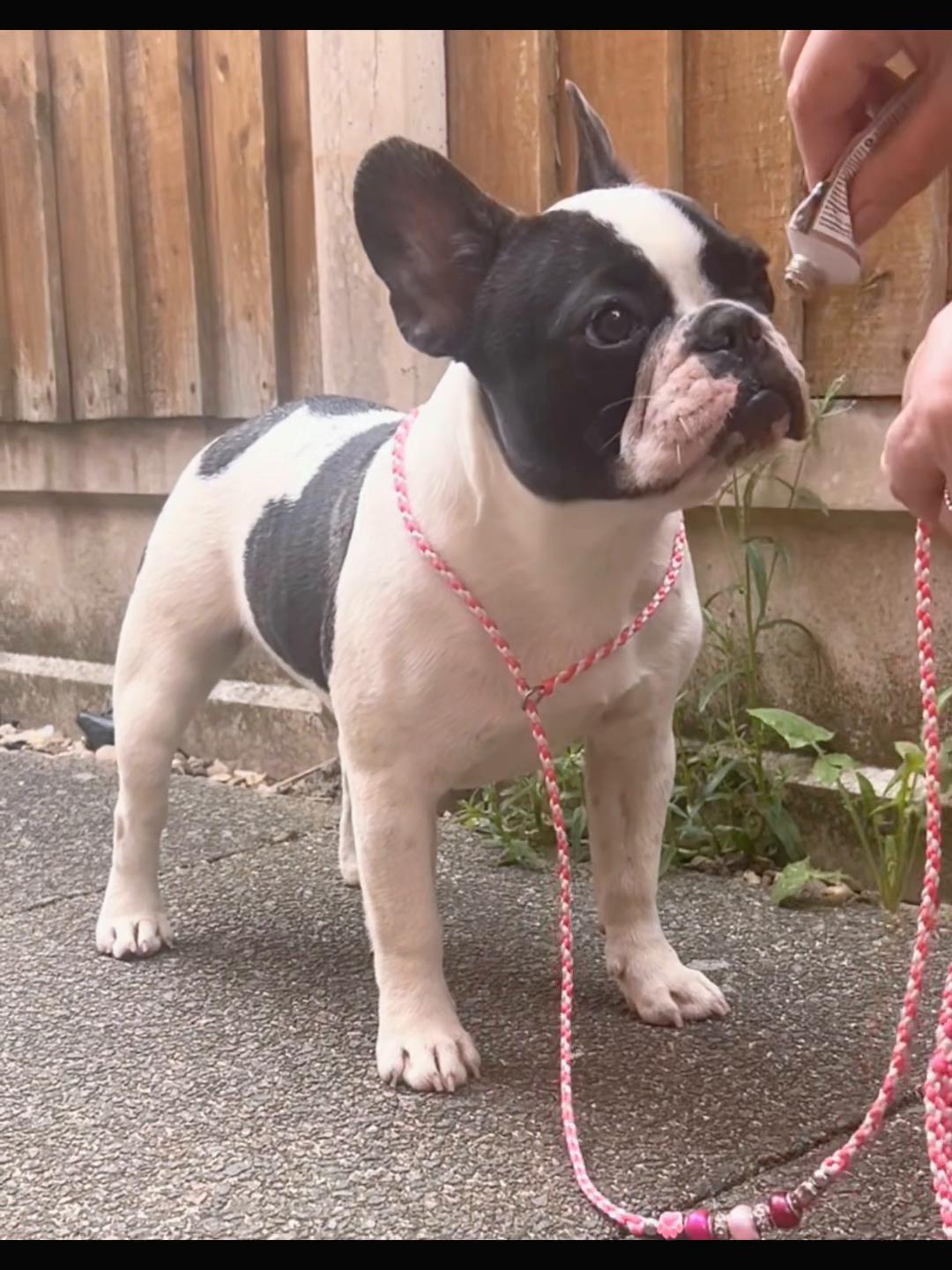 @perfectibull_uk