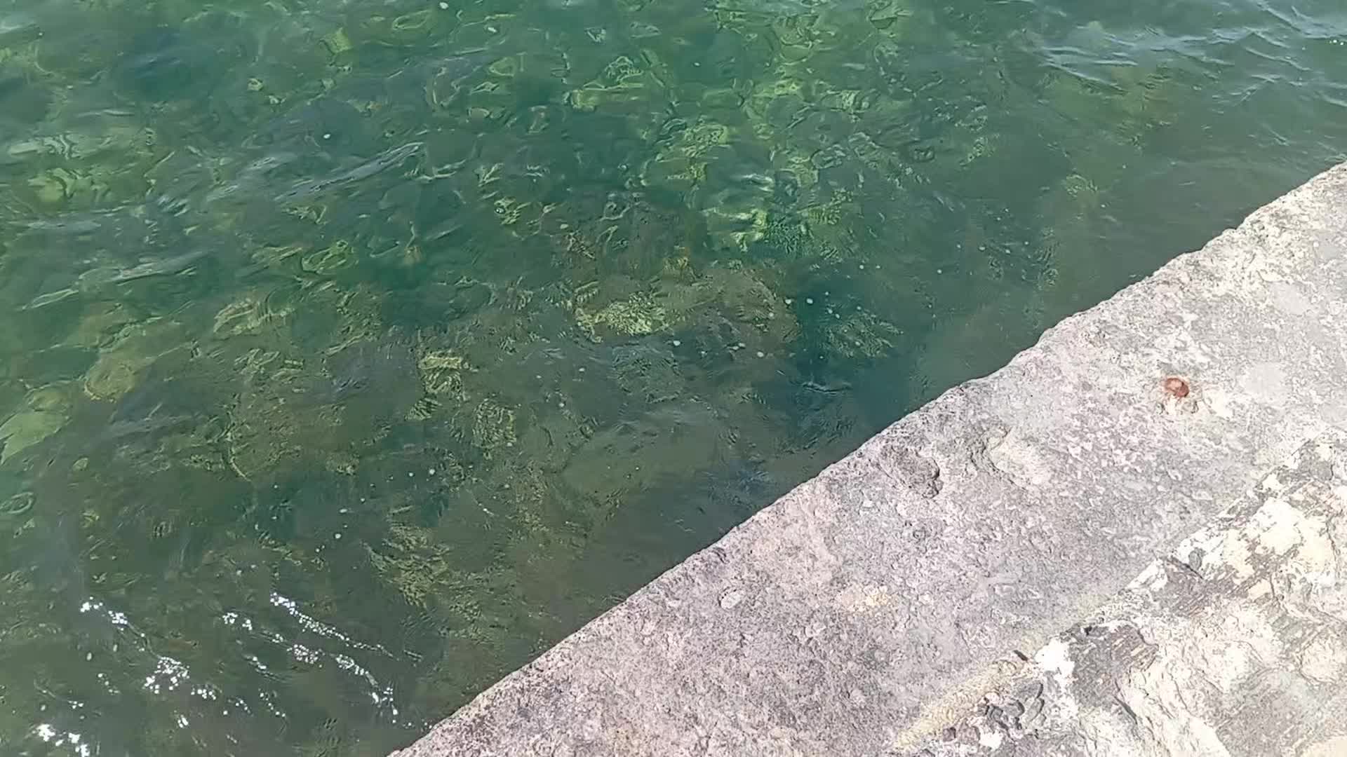 @wild Malta